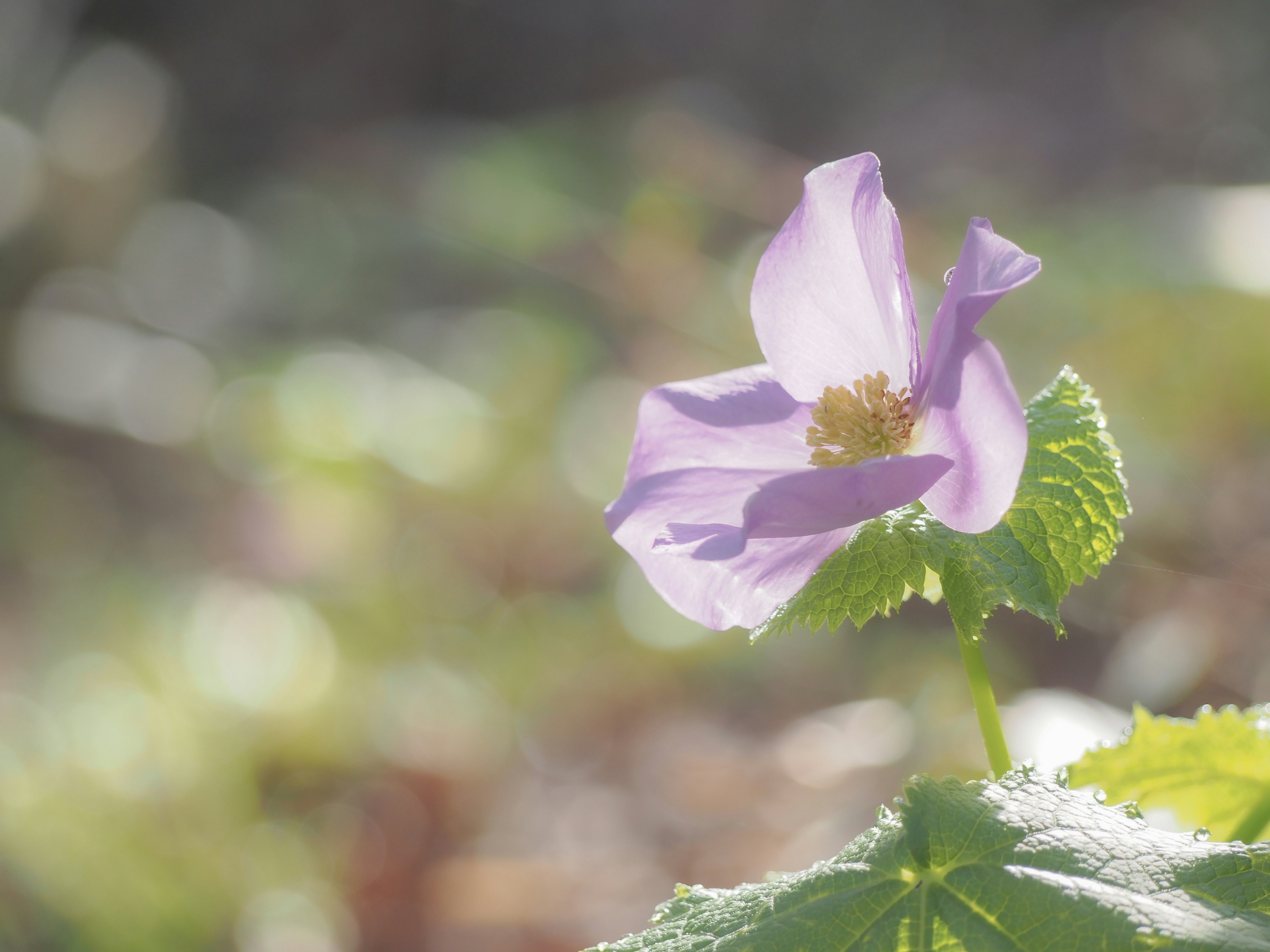 四葉葵（白根葵）花與春季嫩葉