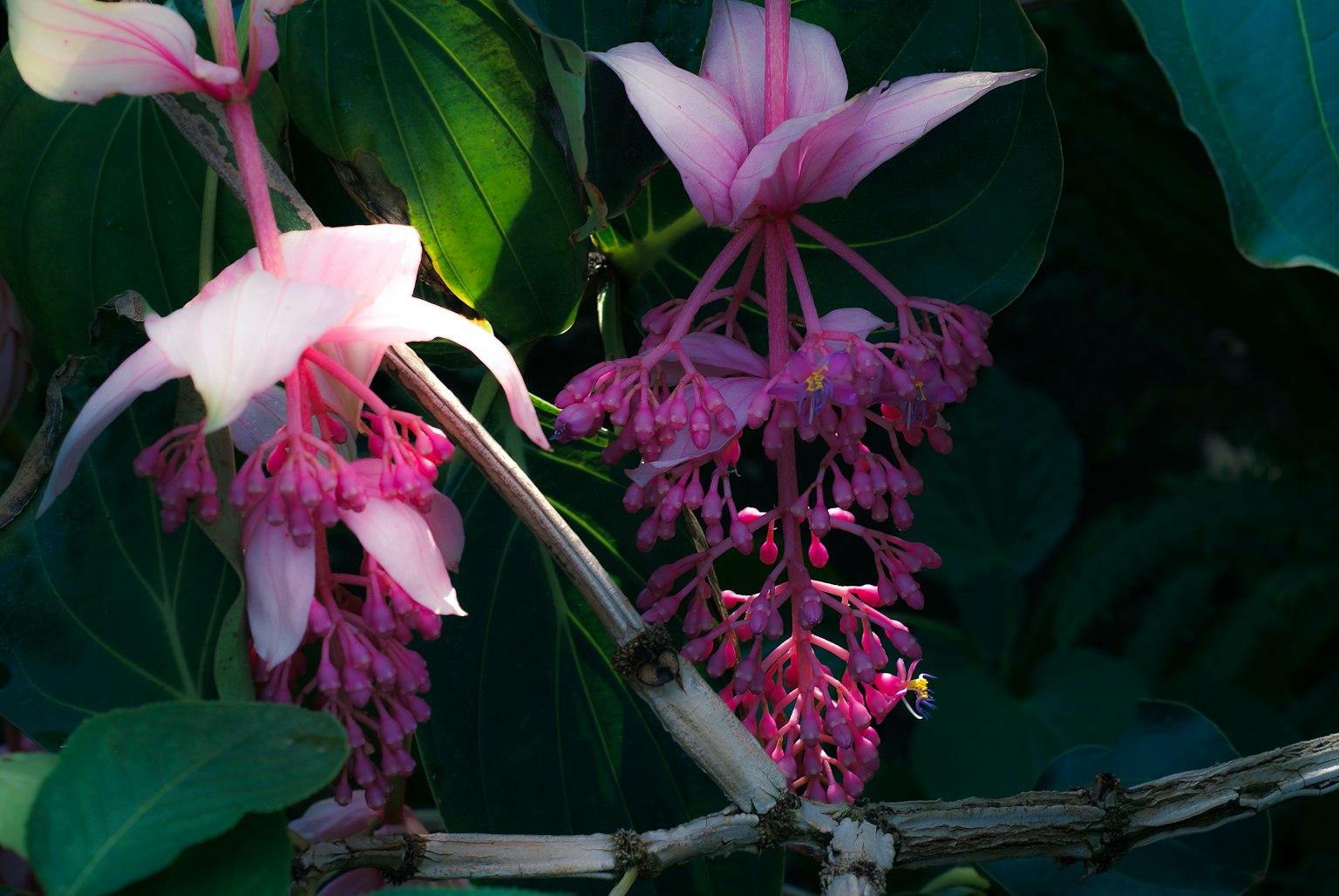 Bellissimi fiori rosa che sbocciano tra le foglie verdi vibranti