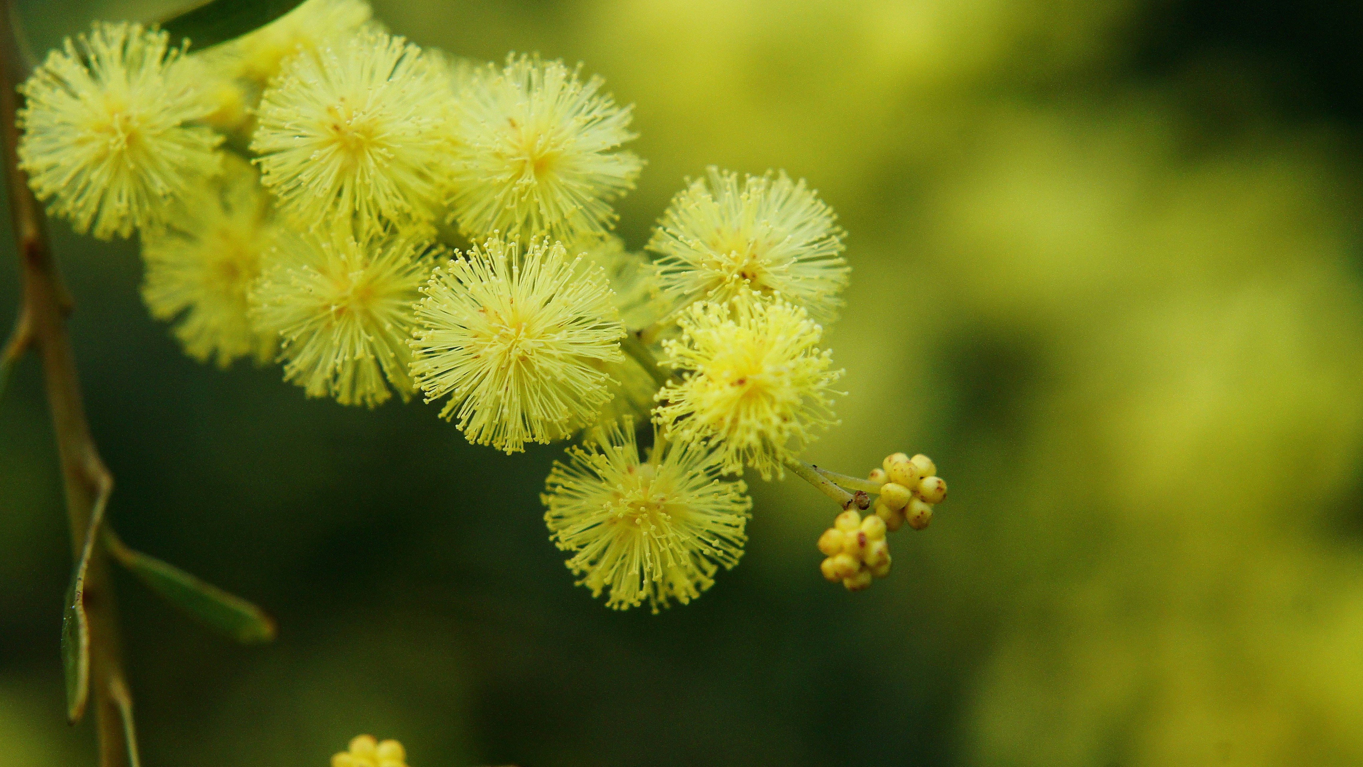 黄颜色的含羞草科金合欢（米莫萨）花朵特写