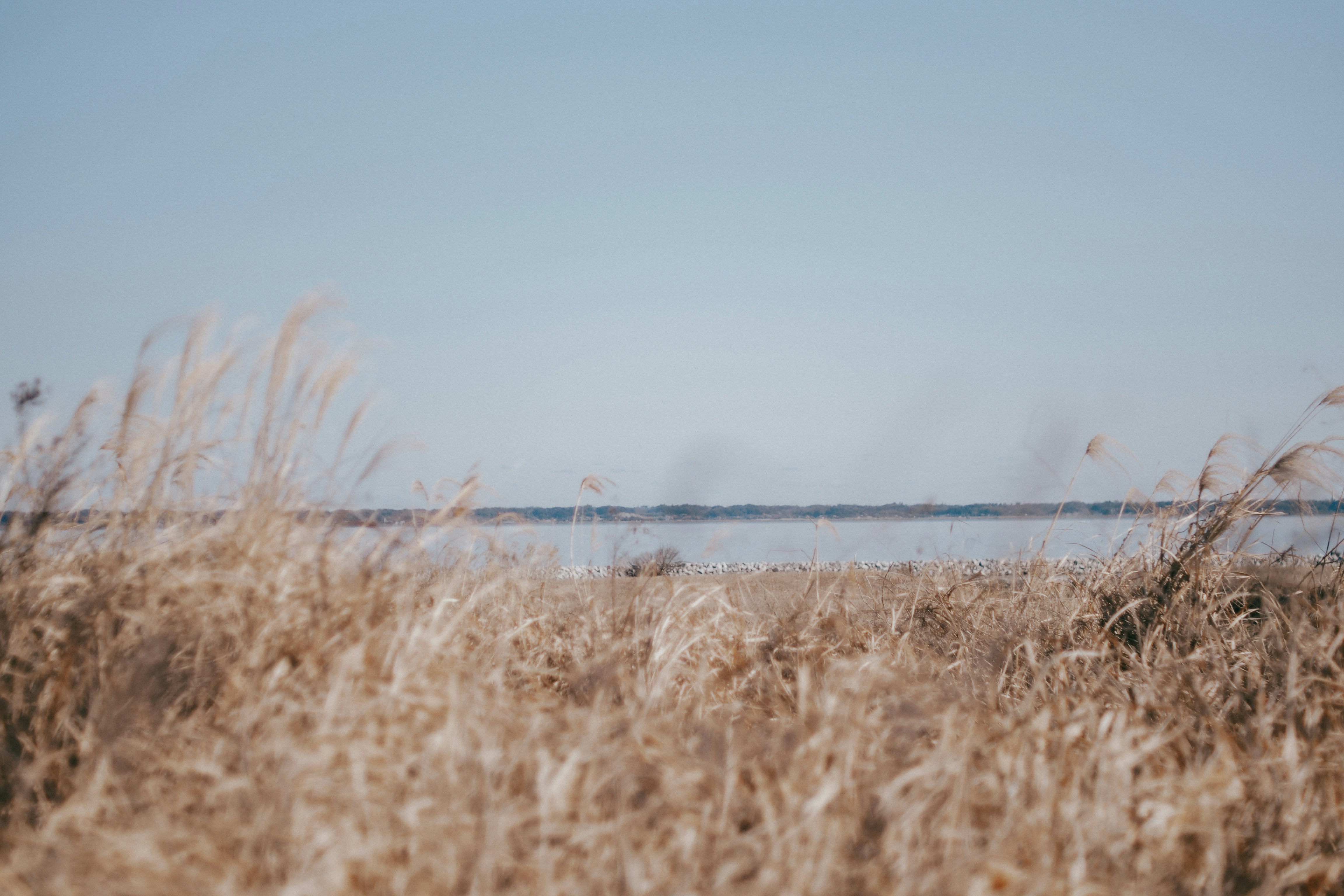 lake landscape beyond tall grasses