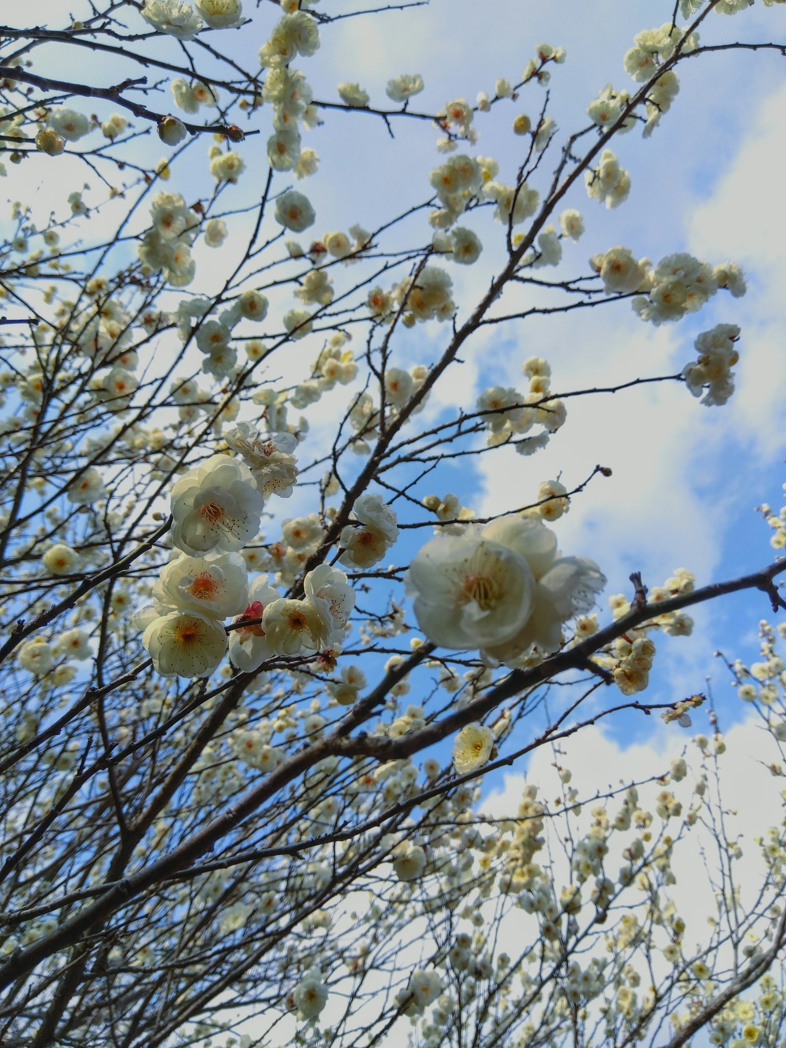 Rami con fiori bianchi contro un cielo blu