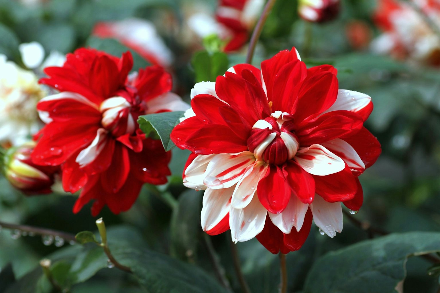 Bellissimi fiori di dalia rossi e bianchi in fiore