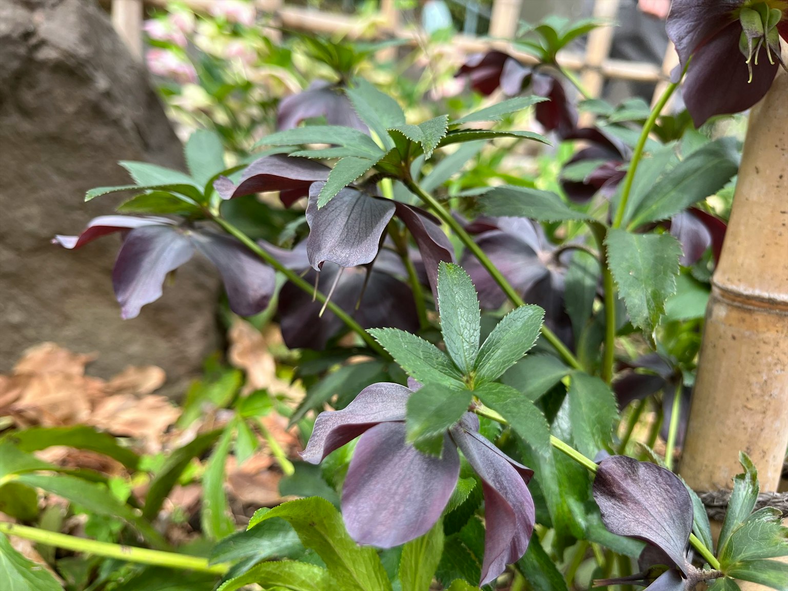 紫色花朵的黑心菊植物在綠色葉子中可見