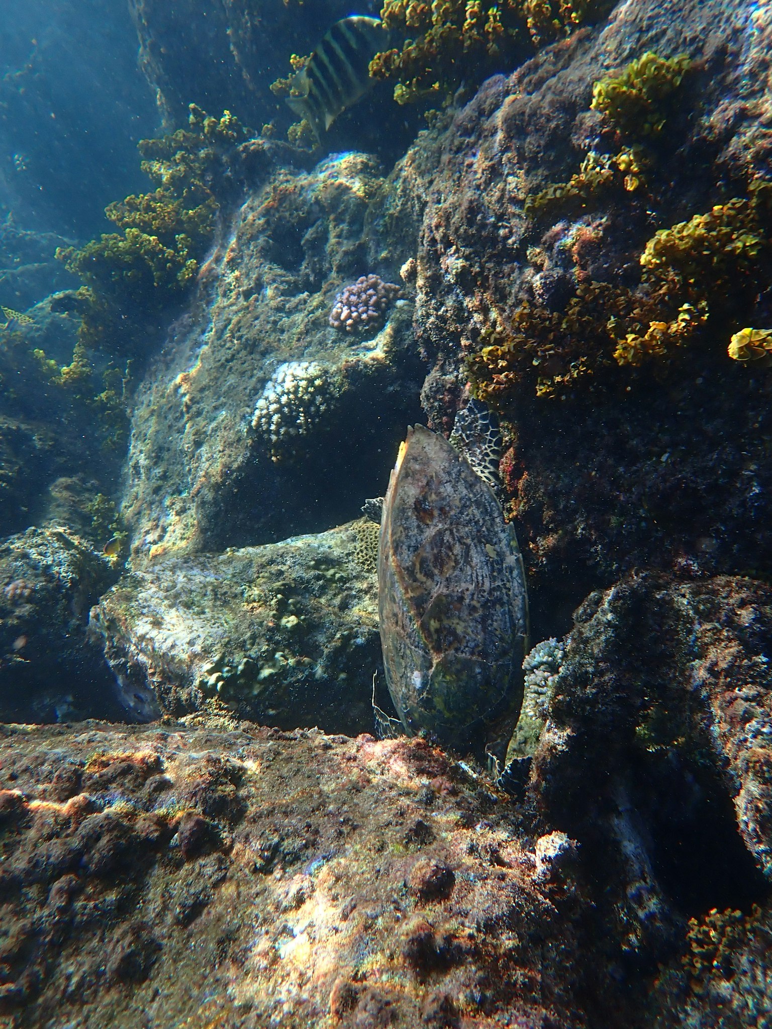 水下岩石和海藻間隱藏的魚