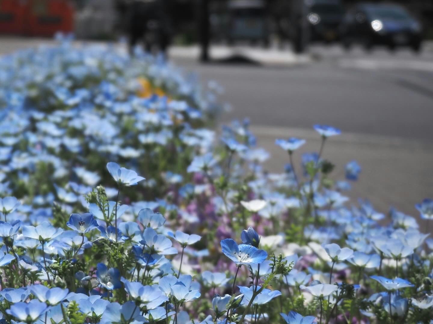 道路沿いに咲く青い花の群生