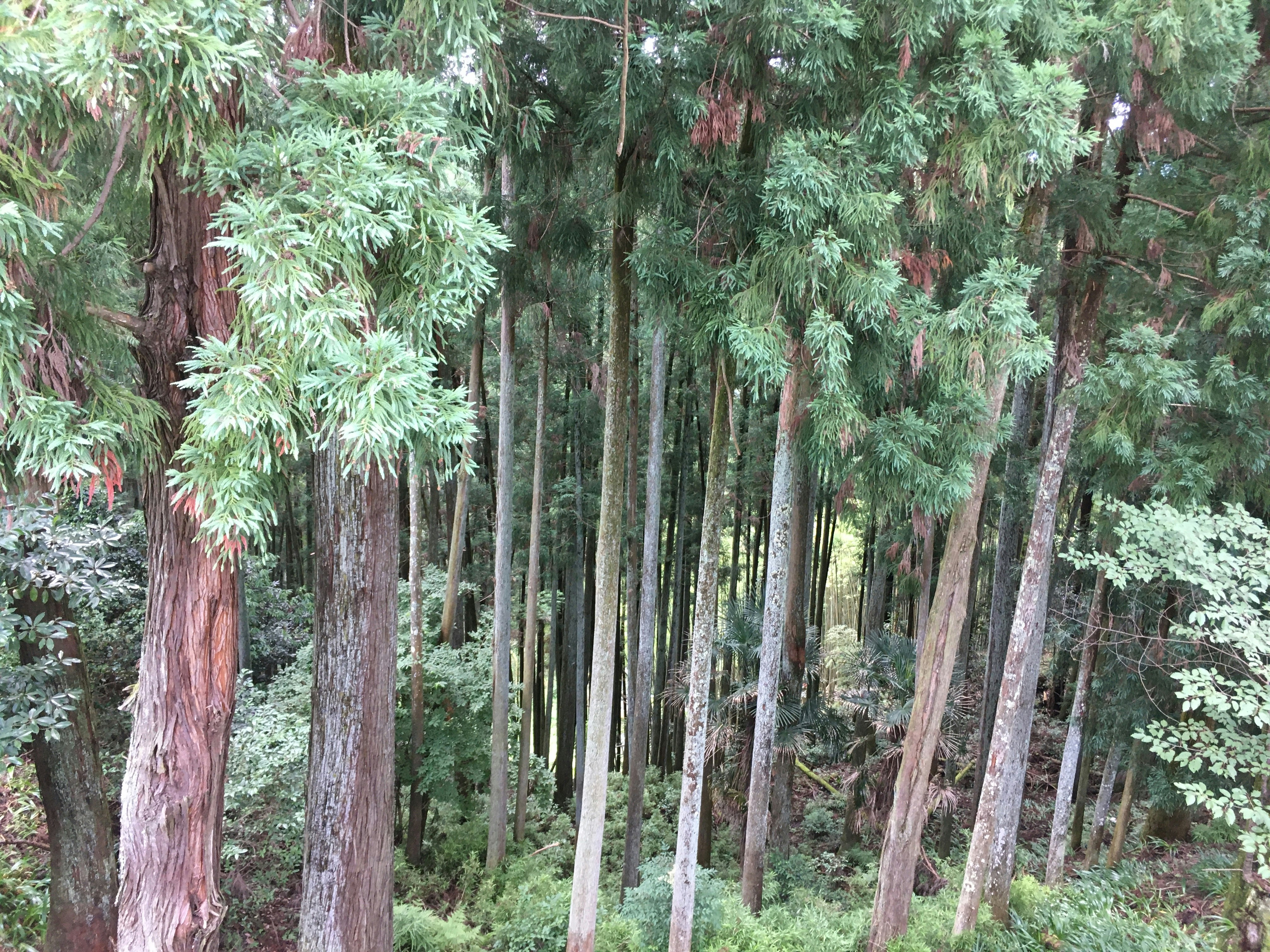 forêt de bambous en rangées de verdure