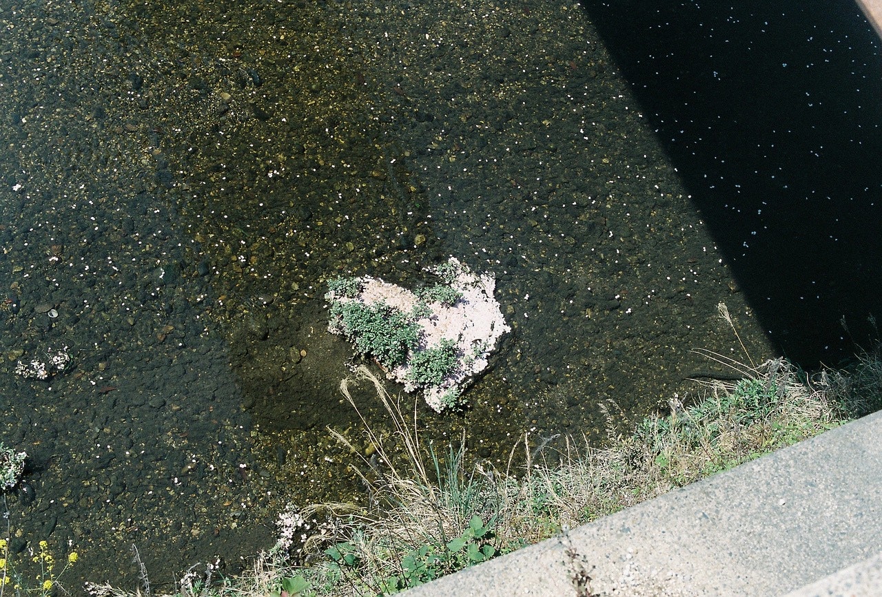 Cherry blossom petals scattered along a riverside concrete edge