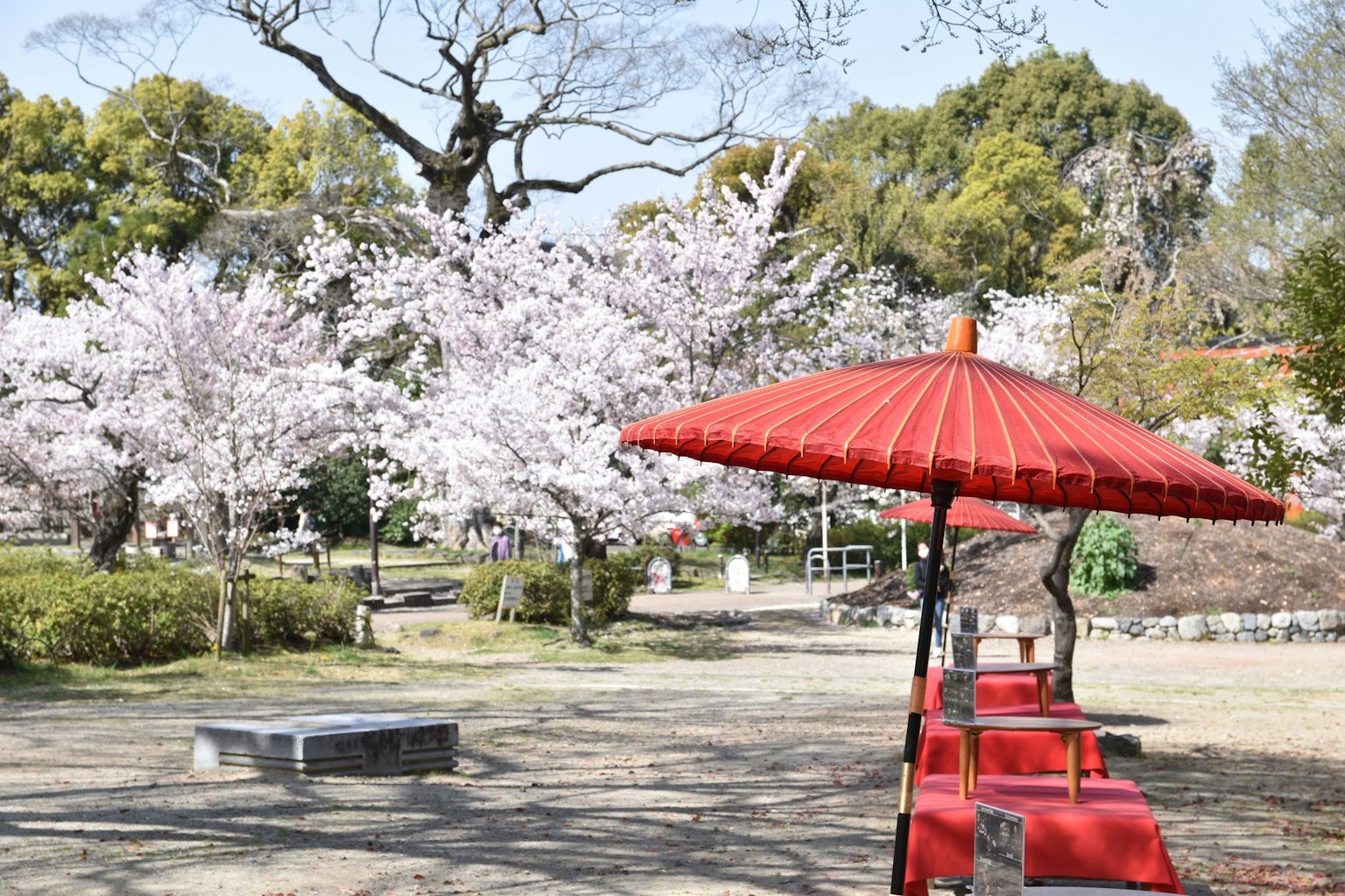 Scena di parco con alberi di ciliegio in fiore e un ombrello rosso