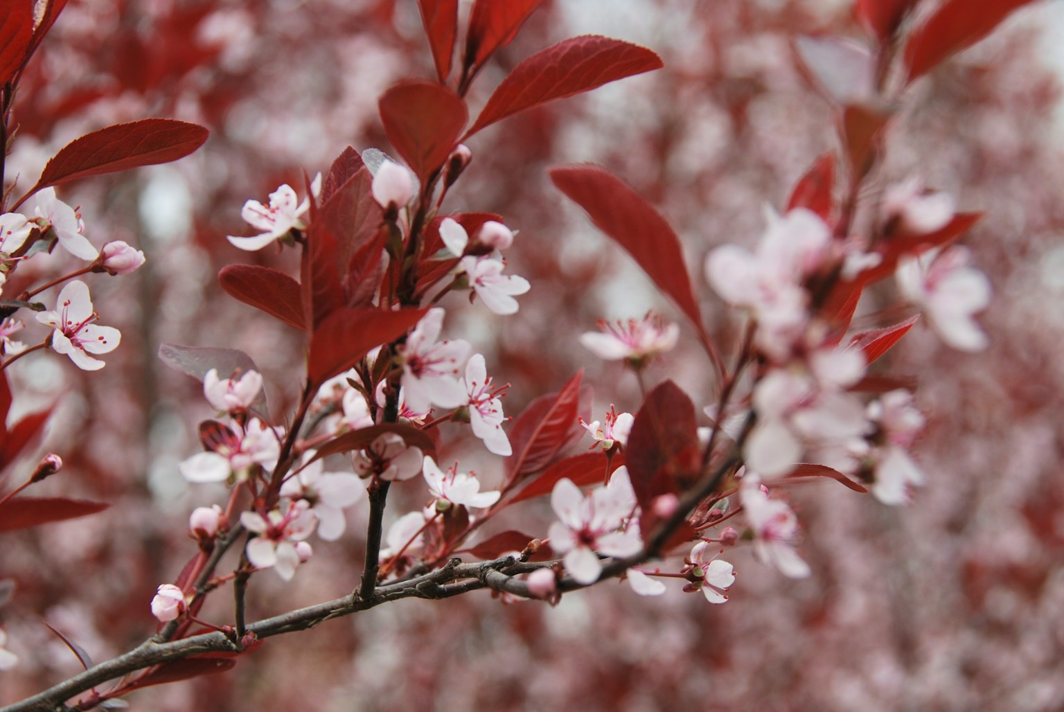 Primo piano di un ramo con foglie rosse e delicati fiori rosa