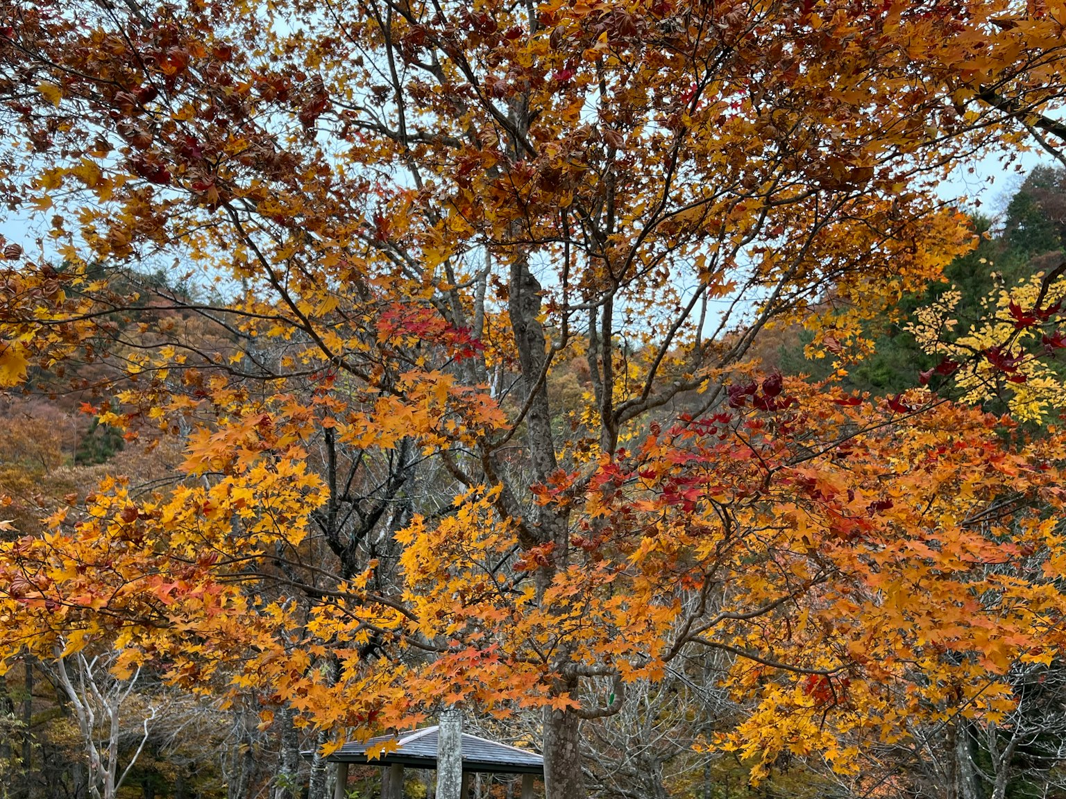 Scenic view of a tree with vibrant autumn leaves and a small gazebo