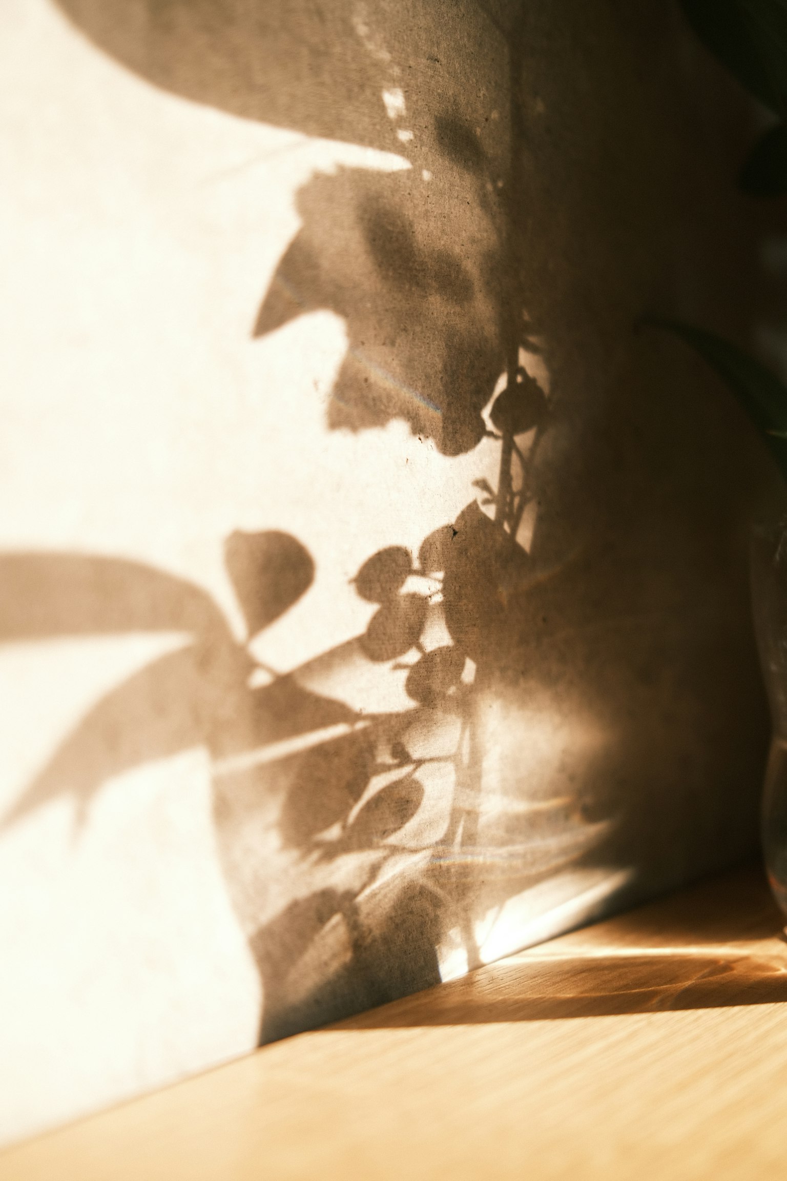 photo-ZHS0JuG7NIWGjaFckNXm-image