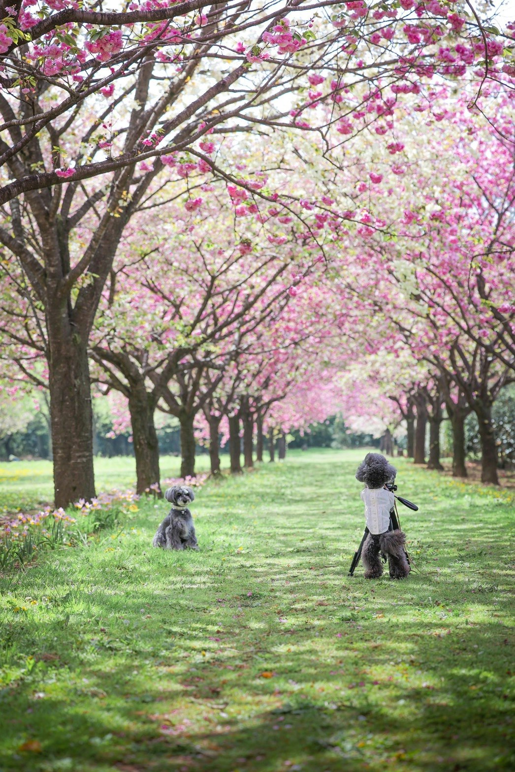 桜並木の芝生広場を散歩する犬と飼い主