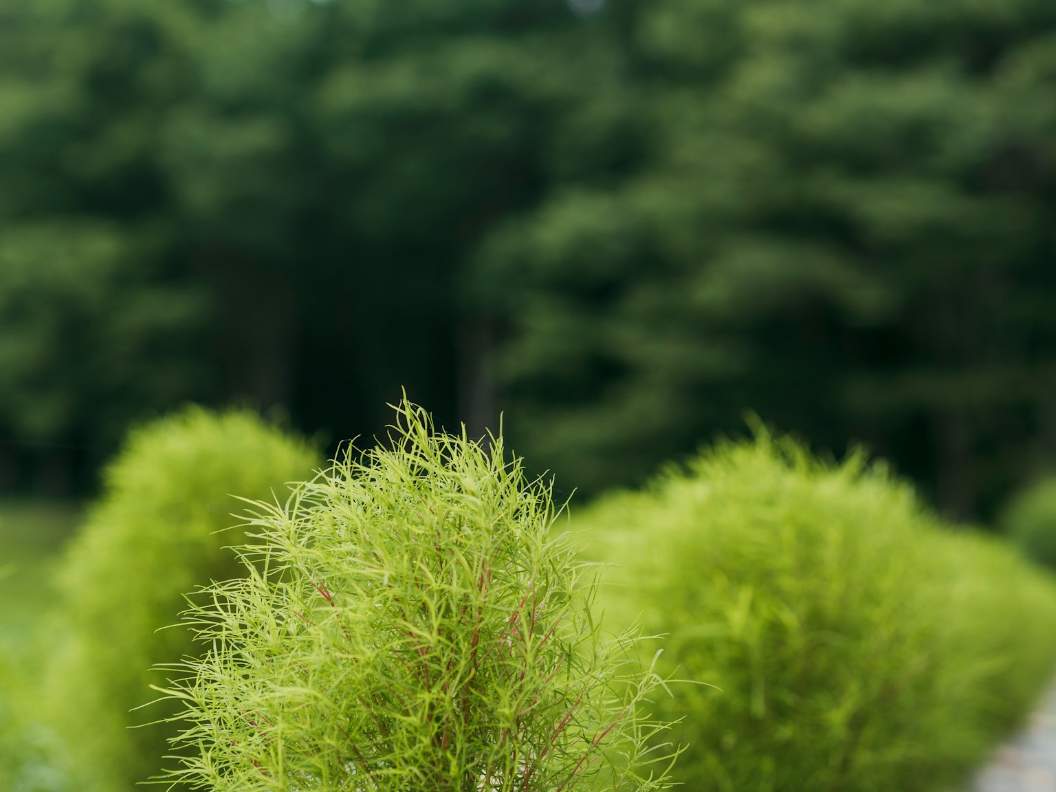 Gros plan de plantes vertes avec des arbres flous en arrière-plan
