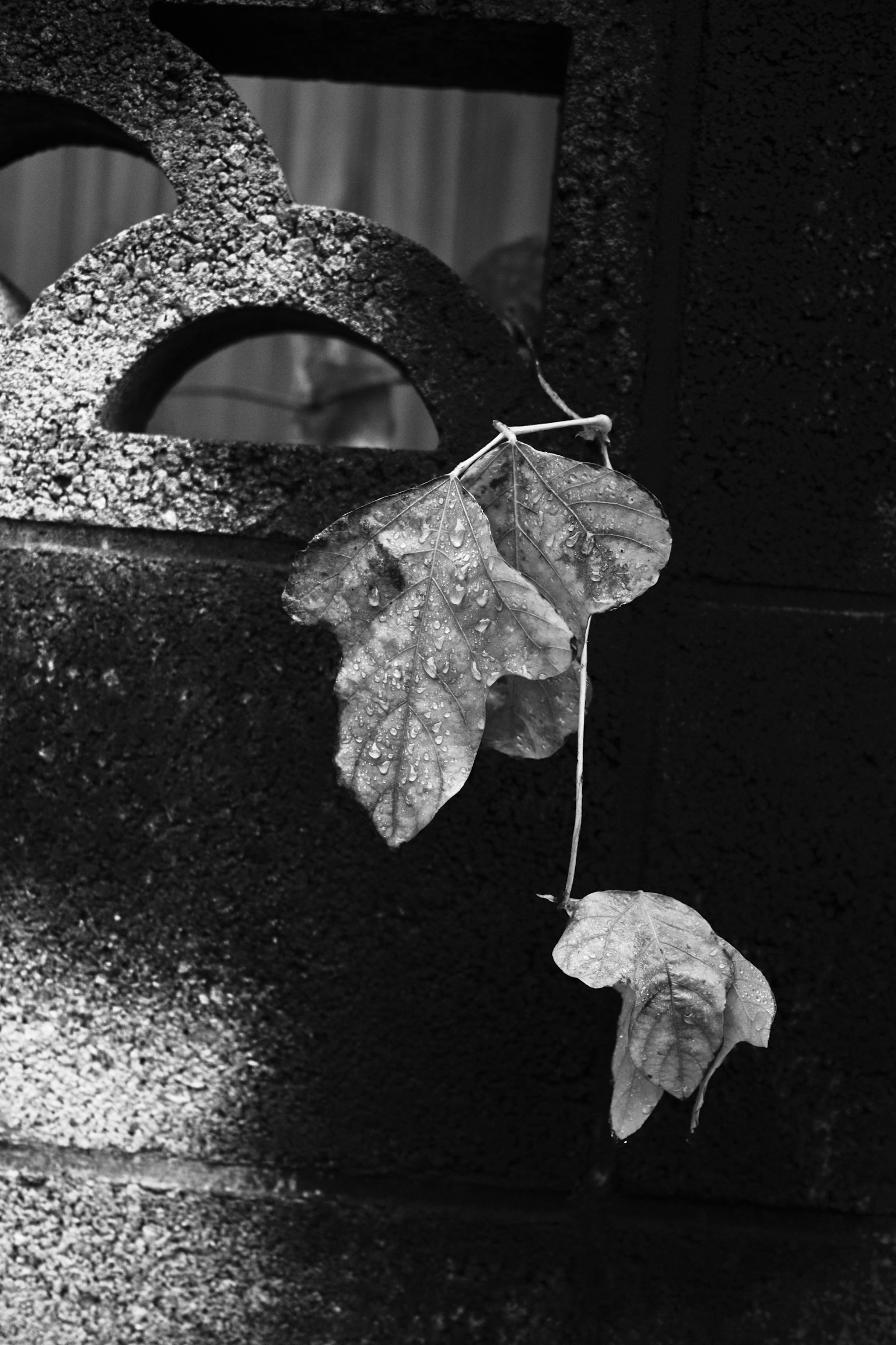 Close-up of leaves hanging against a textured black wall in black and white contrast