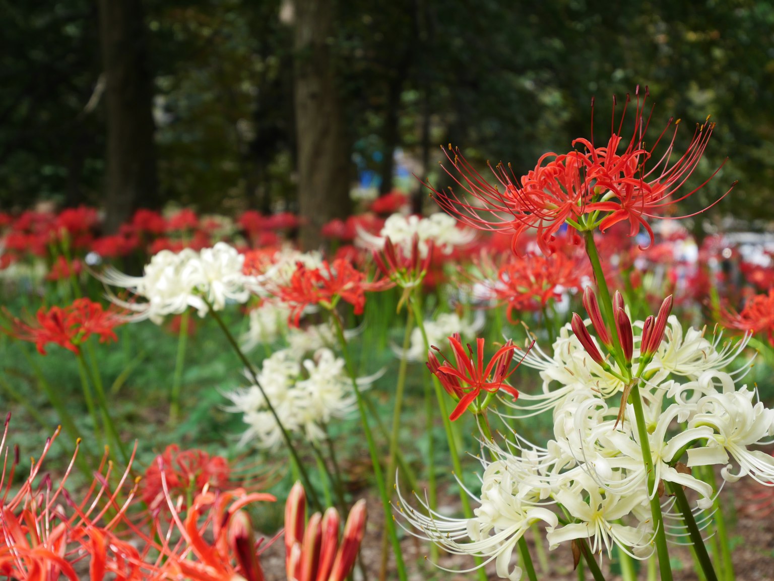 Pemandangan indah bunga lily laba-laba merah dan putih yang mekar