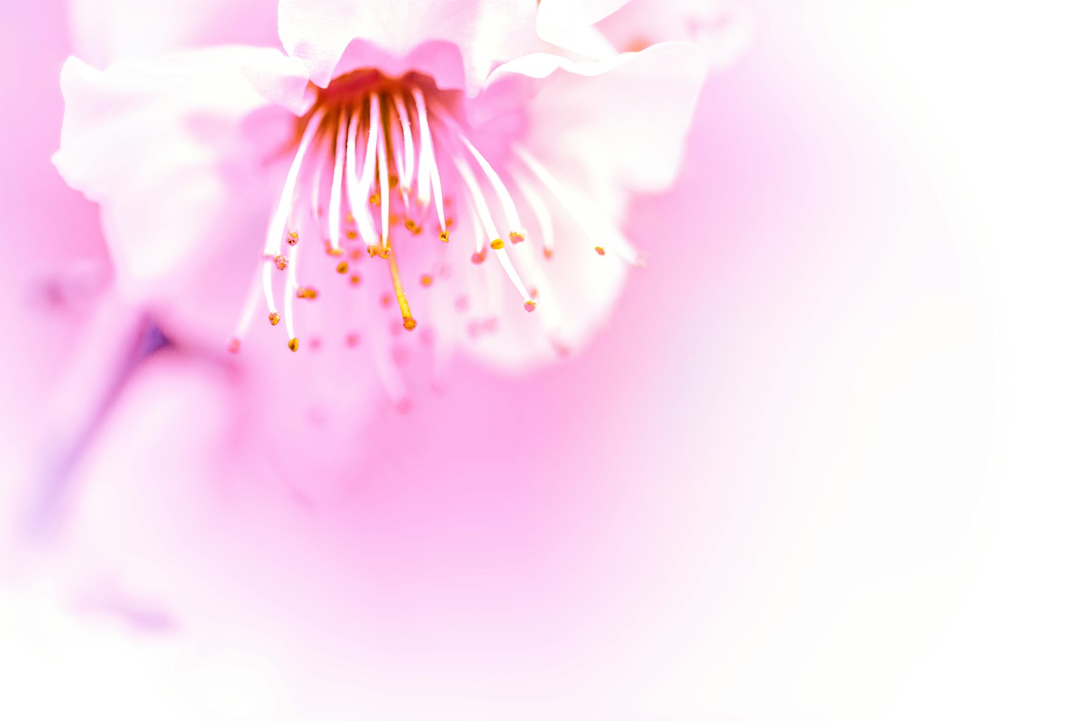 Primo piano di un fiore di ciliegio con petali rosa morbidi