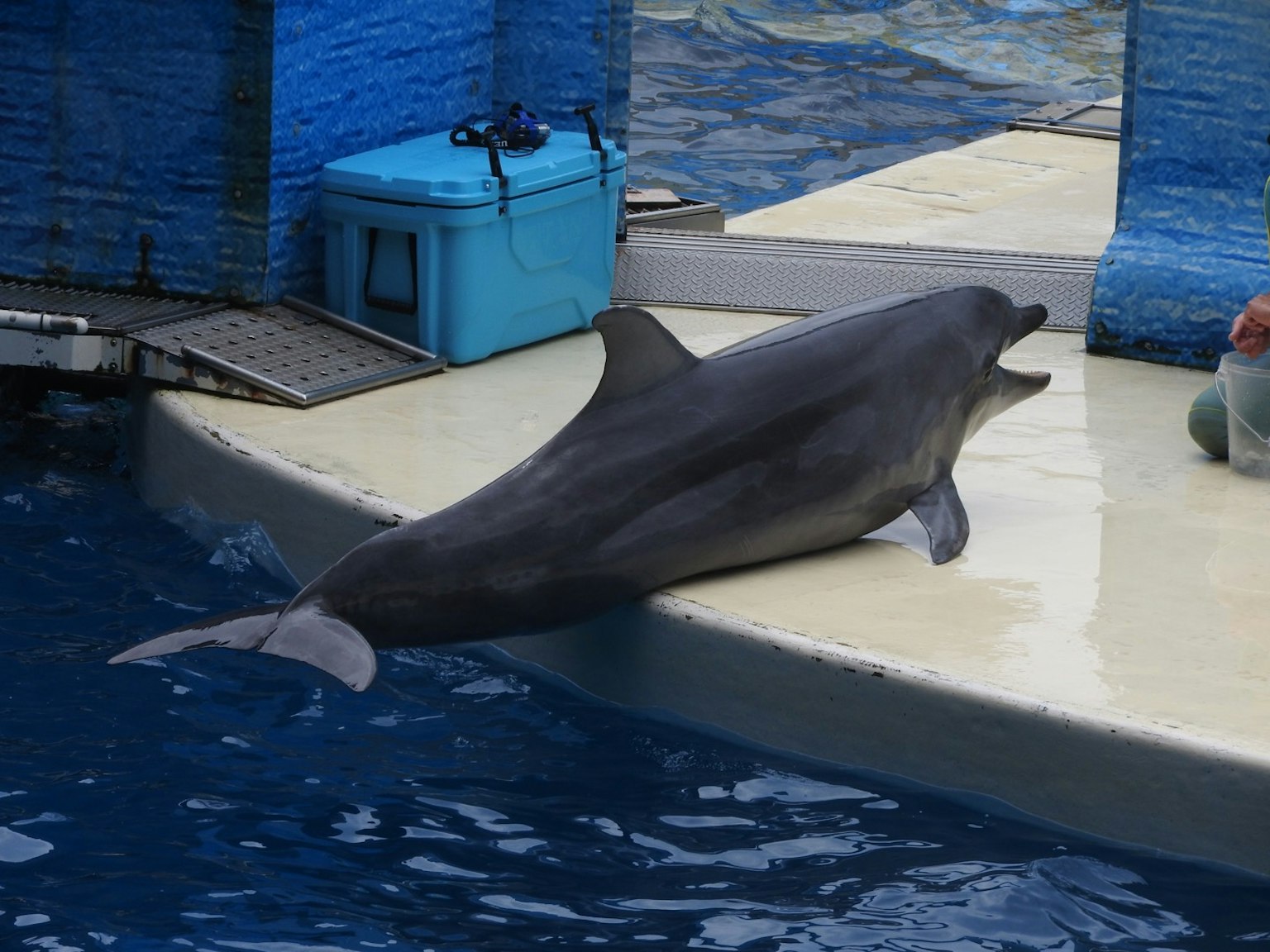Delfín en el borde de una piscina