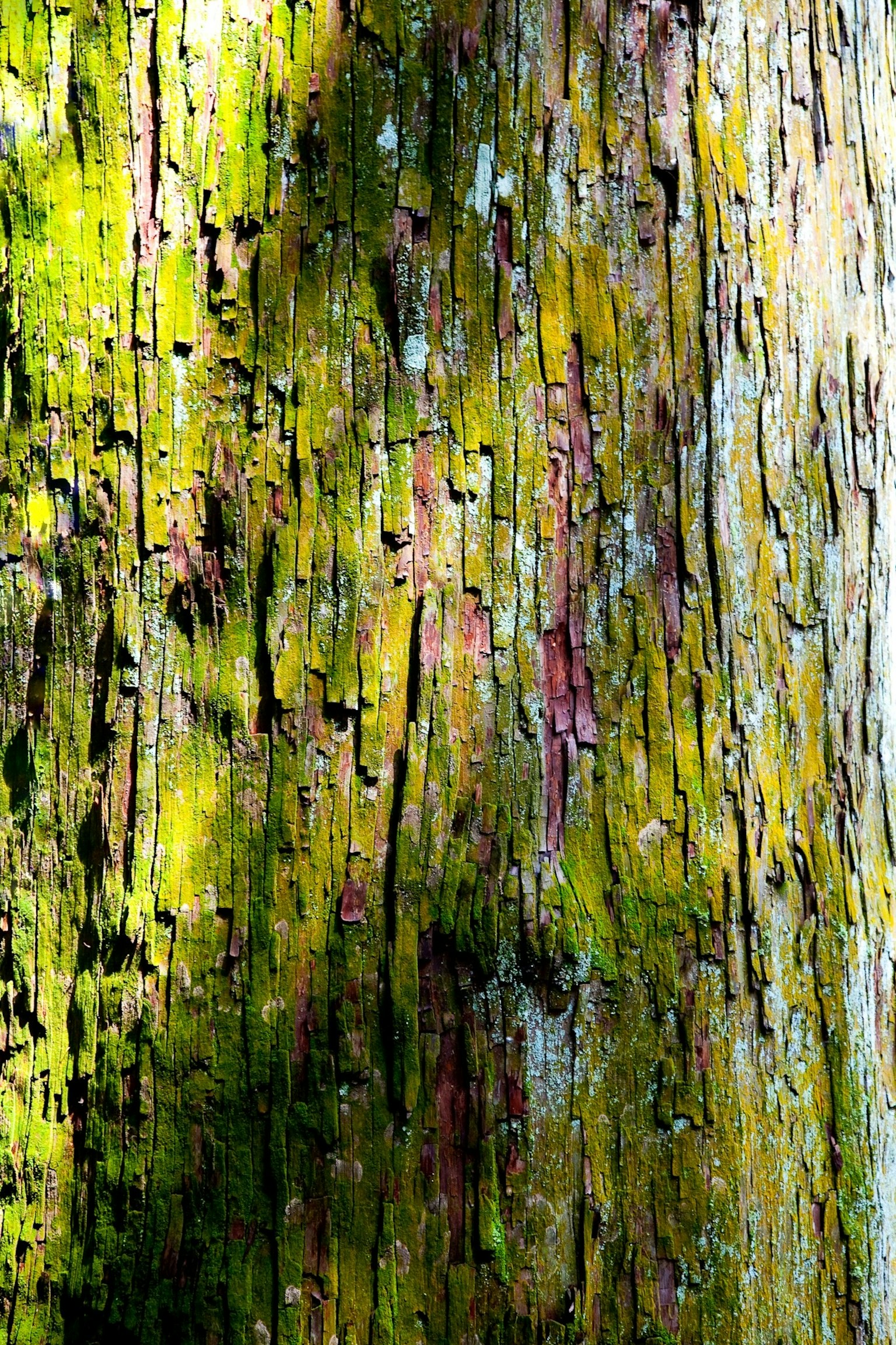 Corteccia d'albero con muschio e motivi colorati