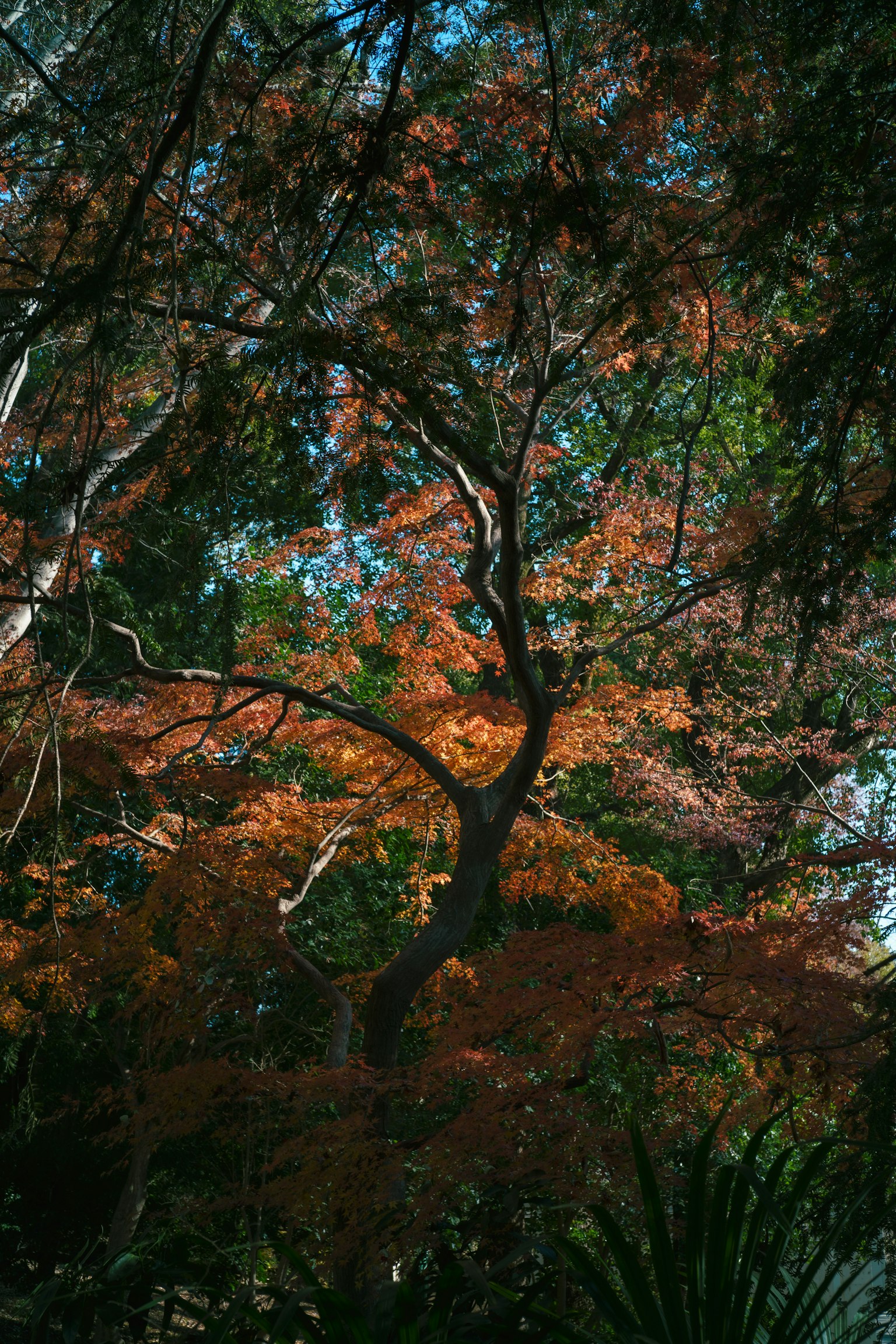 Foglie autunnali colorate con alberi sotto un cielo blu chiaro