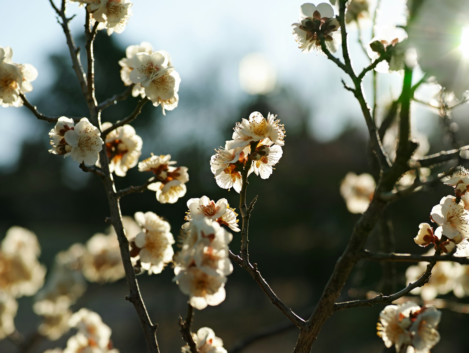 Primo piano di fiori bianchi che fioriscono su uno sfondo luminoso