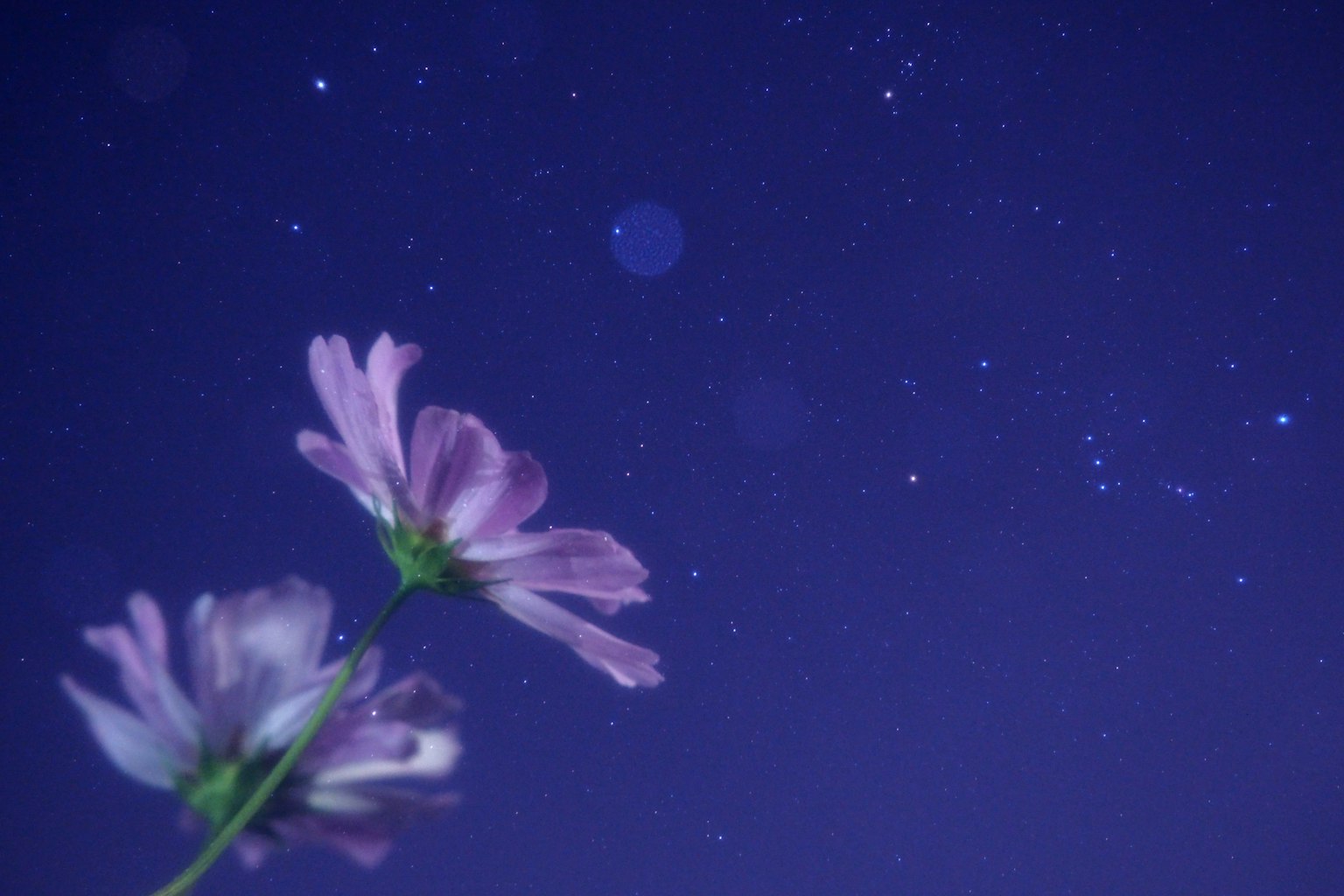 Flores rosas delicadas contra un fondo morado con estrellas brillantes