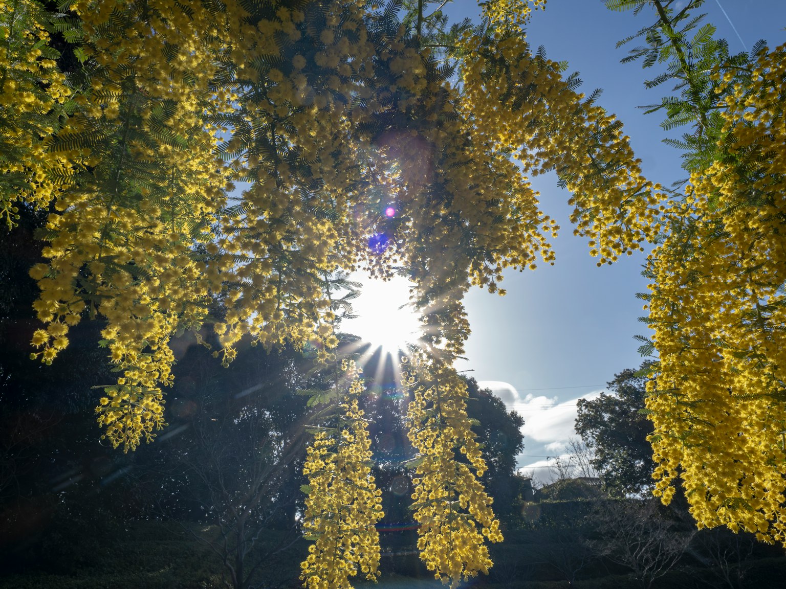 Yellow flower clusters hanging against sunlight
