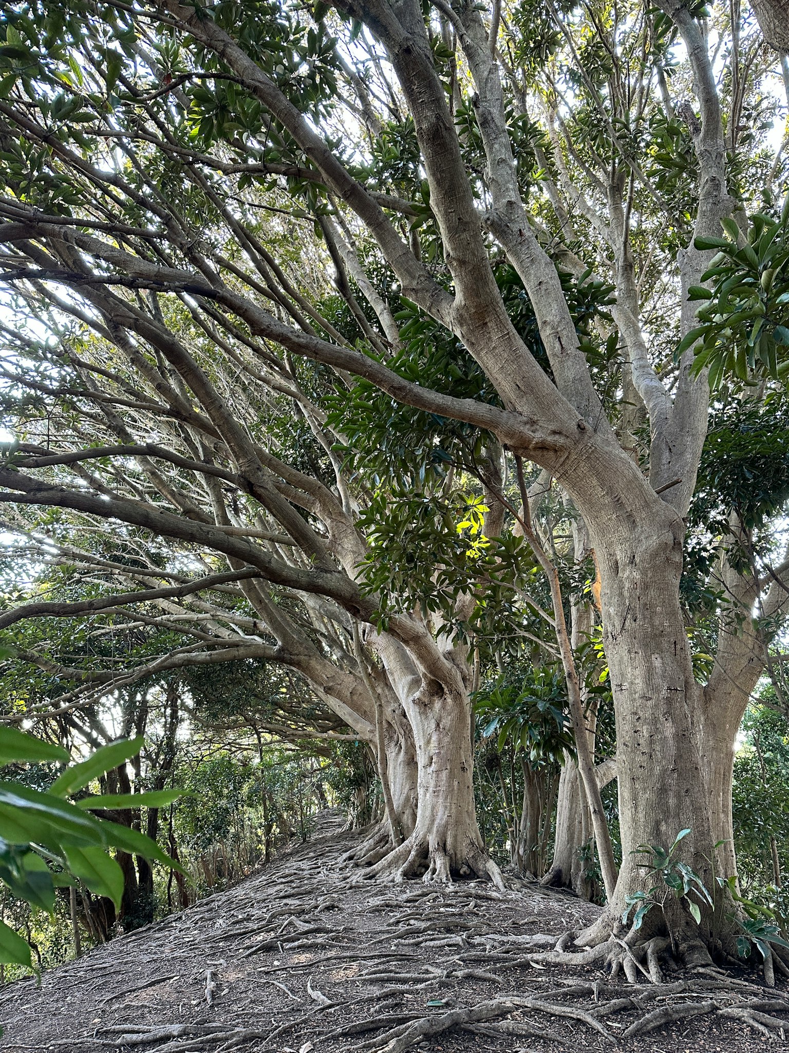 Un chemin bordé d'arbres mettant en valeur leurs racines et branches