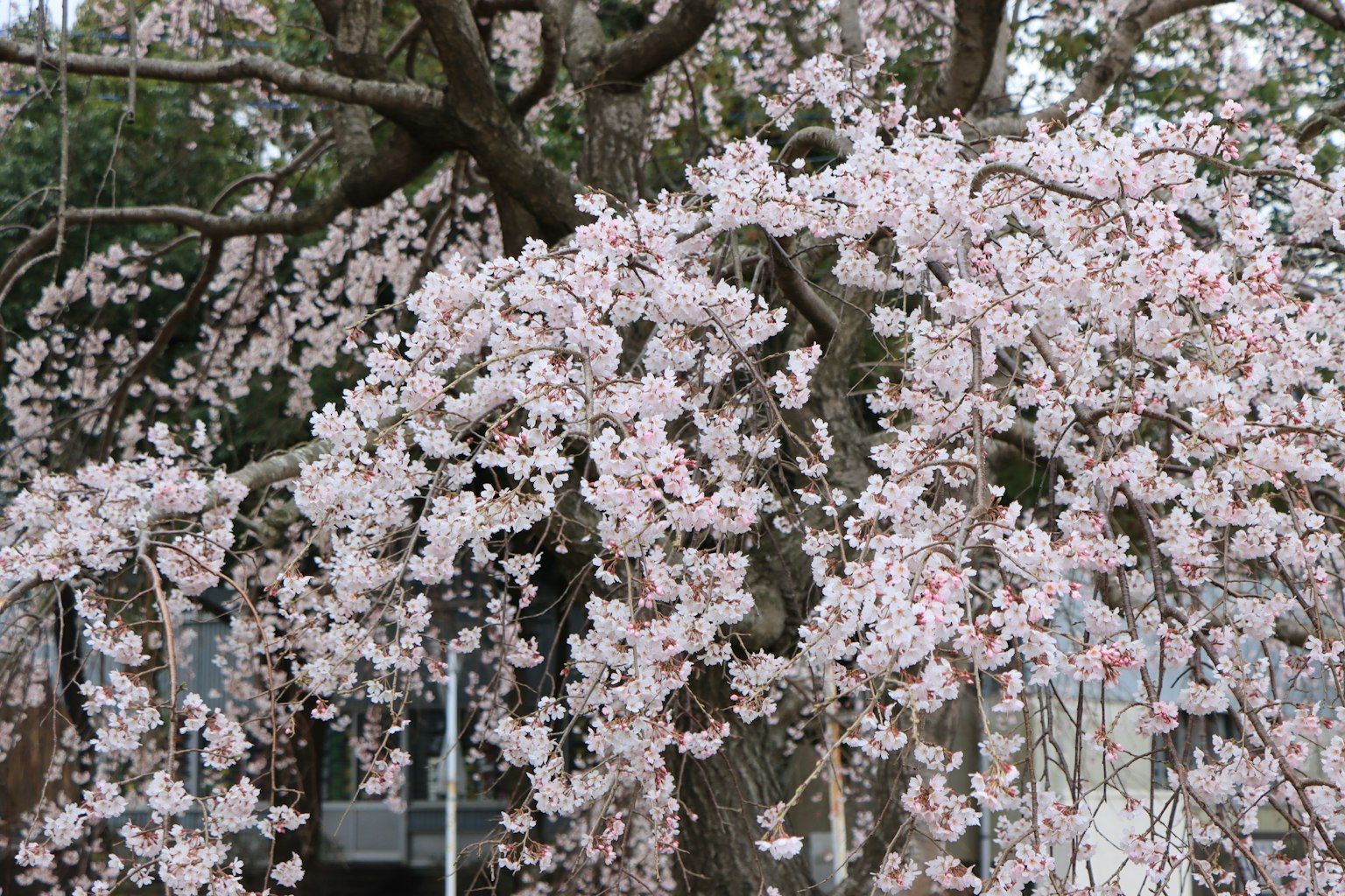 Albero di ciliegio in fiore con fiori rosa
