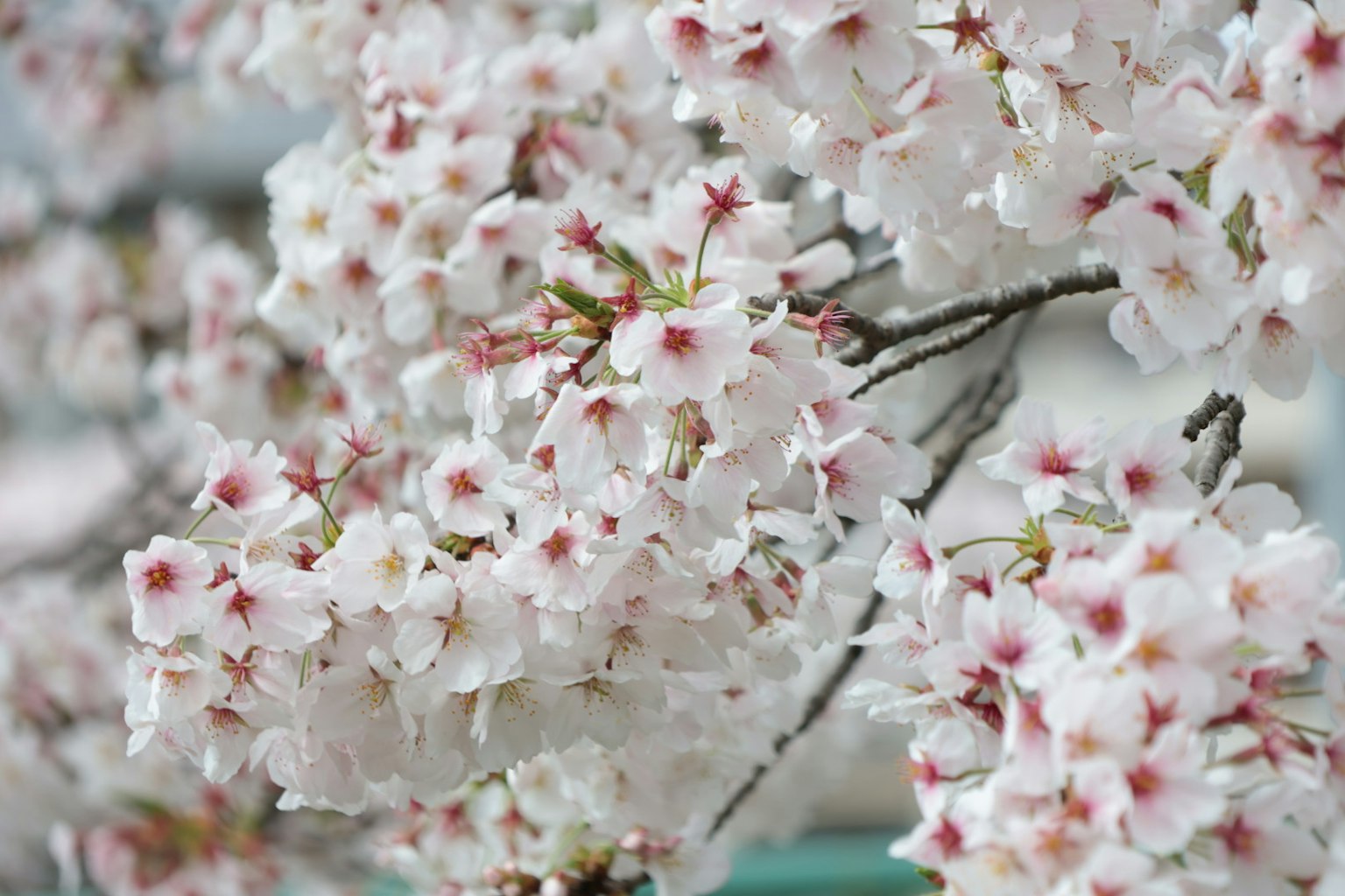 Close-up bunga sakura di cabang