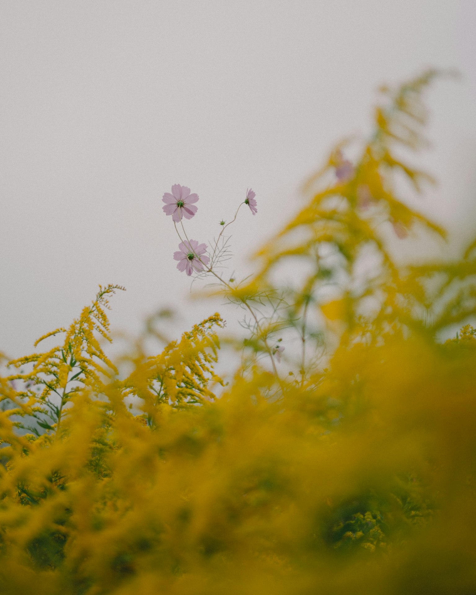Una delicada flor púrpura rodeada de flores amarillas vibrantes en un fondo desenfocado