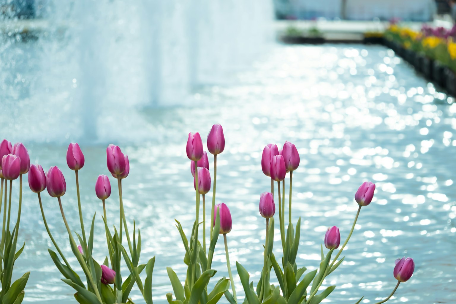 Pink tulips blooming near a shimmering water surface and fountain