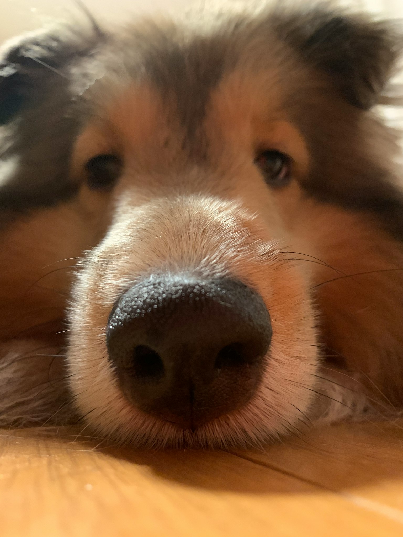 Cận cảnh khuôn mặt của một chú chó Collie dễ thương đang nằm trên sàn