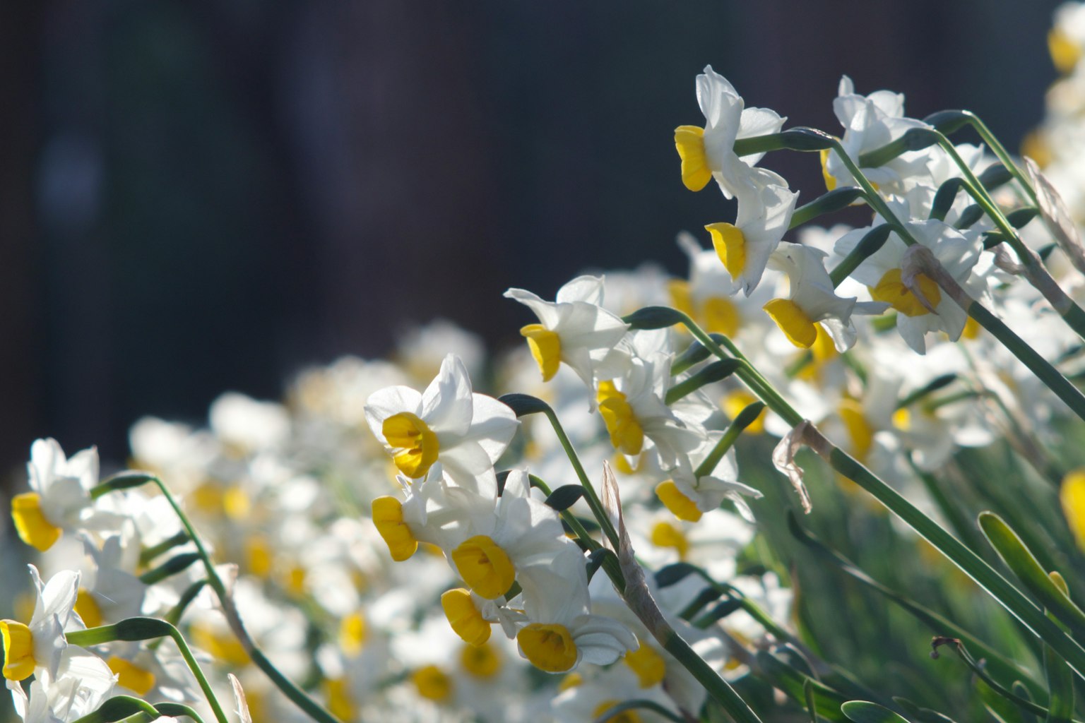 Campo de narcisos blancos con pétalos amarillos distintivos