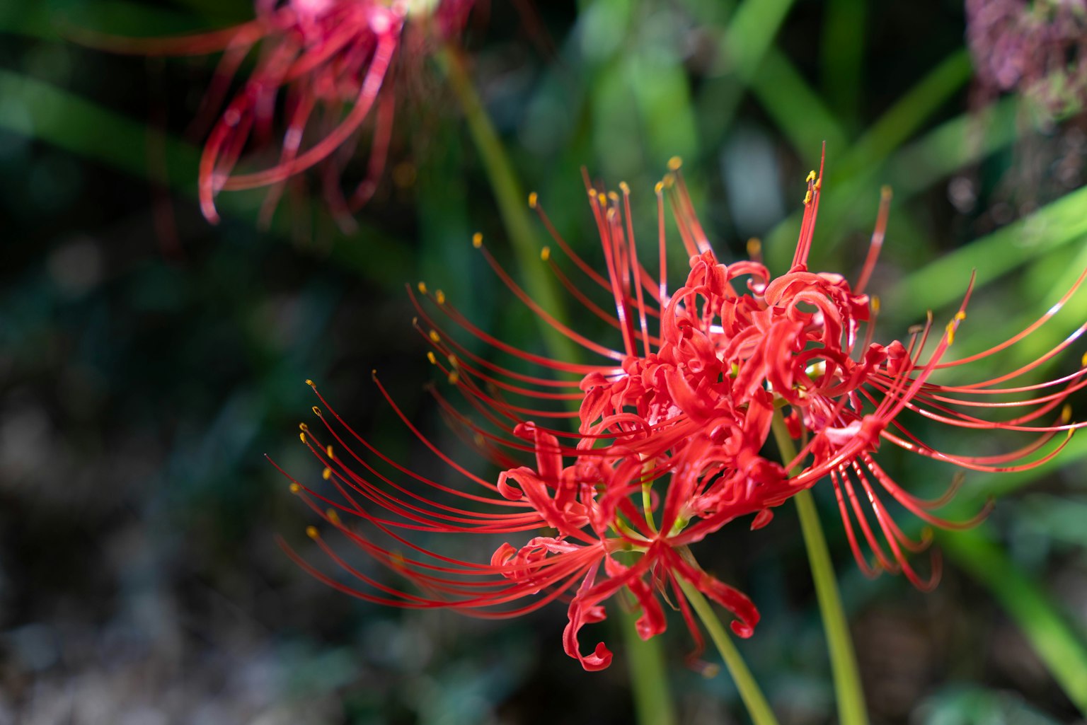 Vibrant red flowers with long, slender petals against a green background