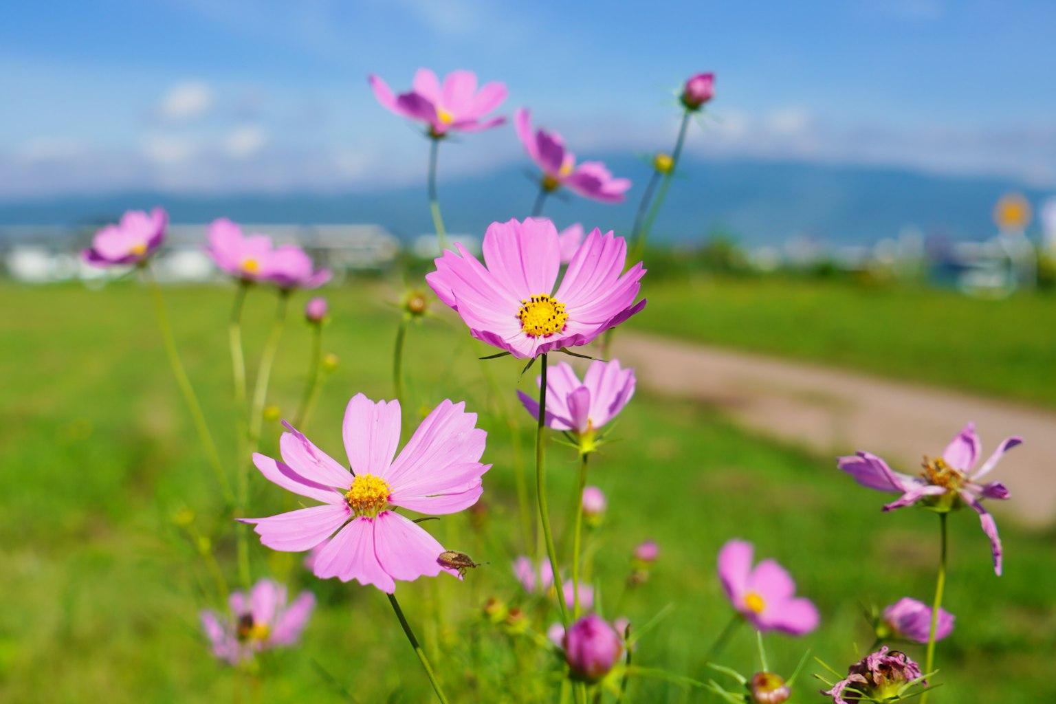 Fleurs de cosmos roses fleurissant sous un ciel bleu