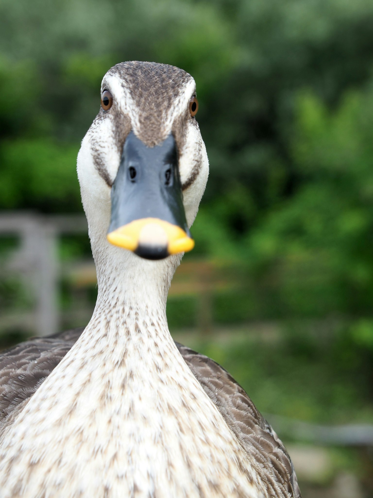 Close-up of a duck's face facing the camera with a blurred green background