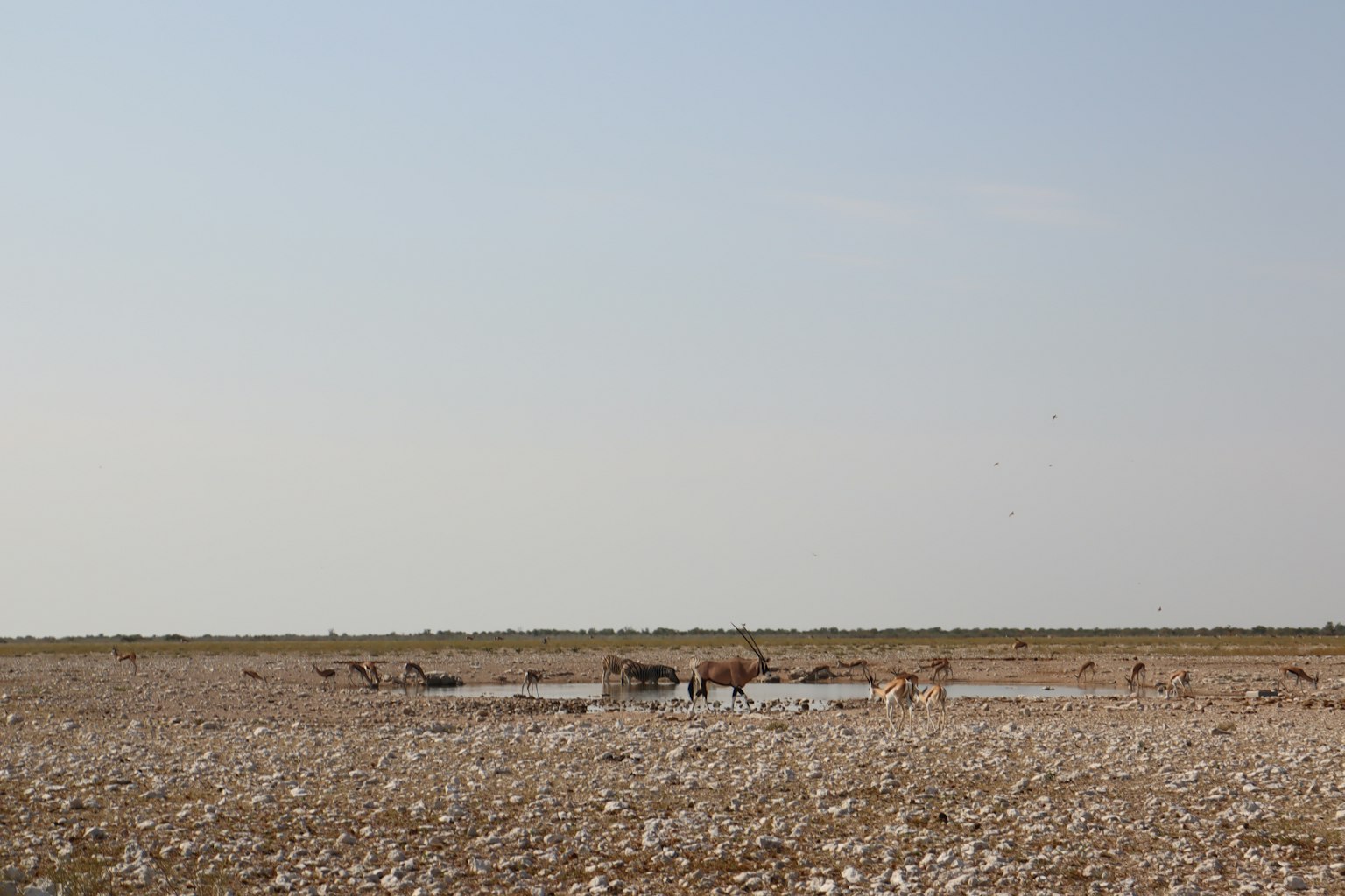 Weite trockene Landschaft mit einem Wasserbecken und versammelten Tieren