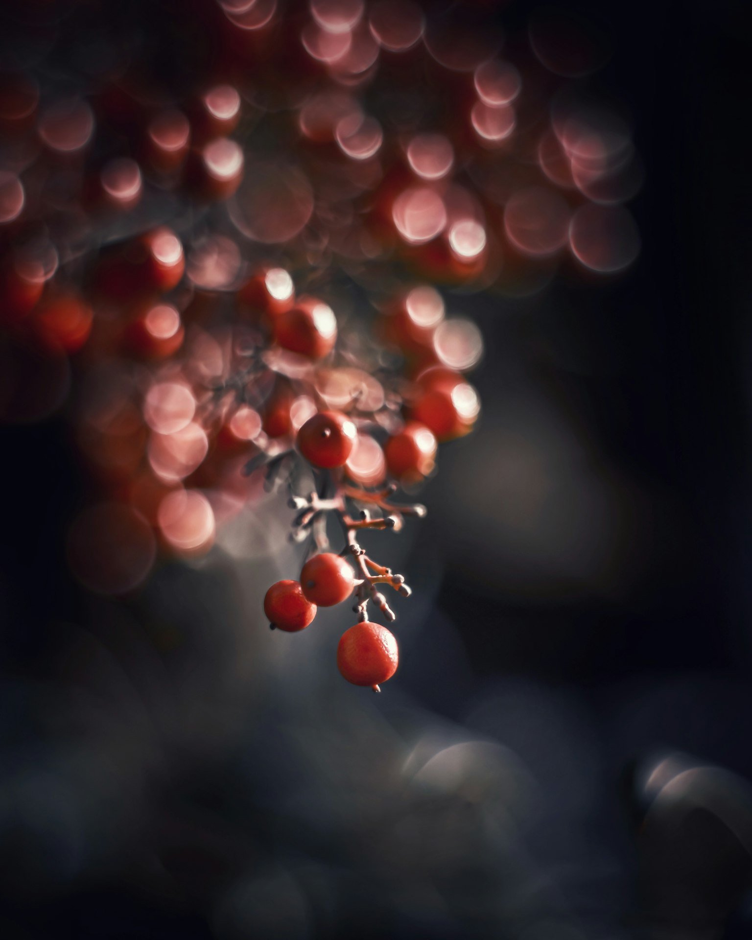 Schönes Bild mit roten Beeren in einem verschwommenen Hintergrund