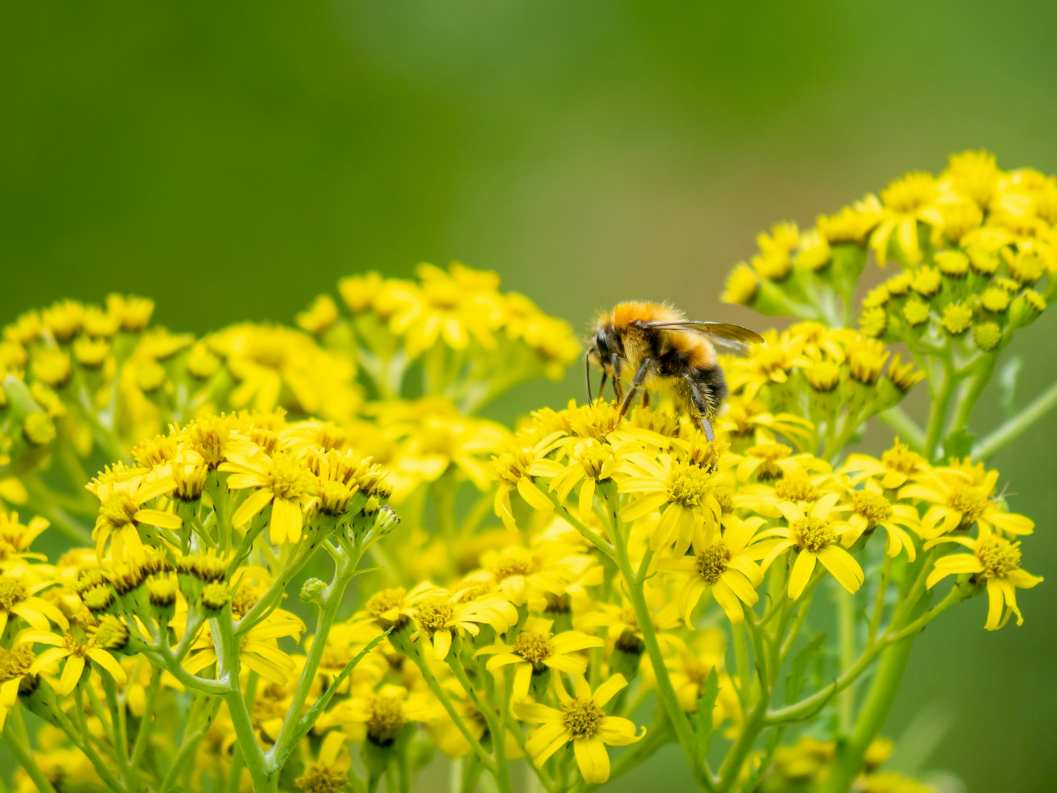 Nahaufnahme einer Biene auf gelben Blumen