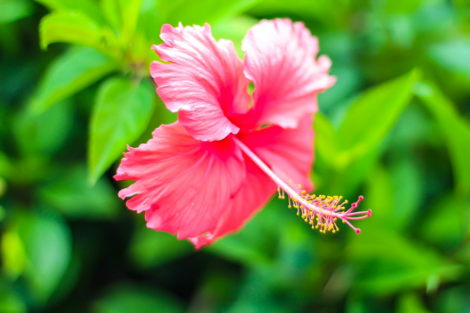 Fiore di ibisco rosa vibrante con foglie verdi sullo sfondo