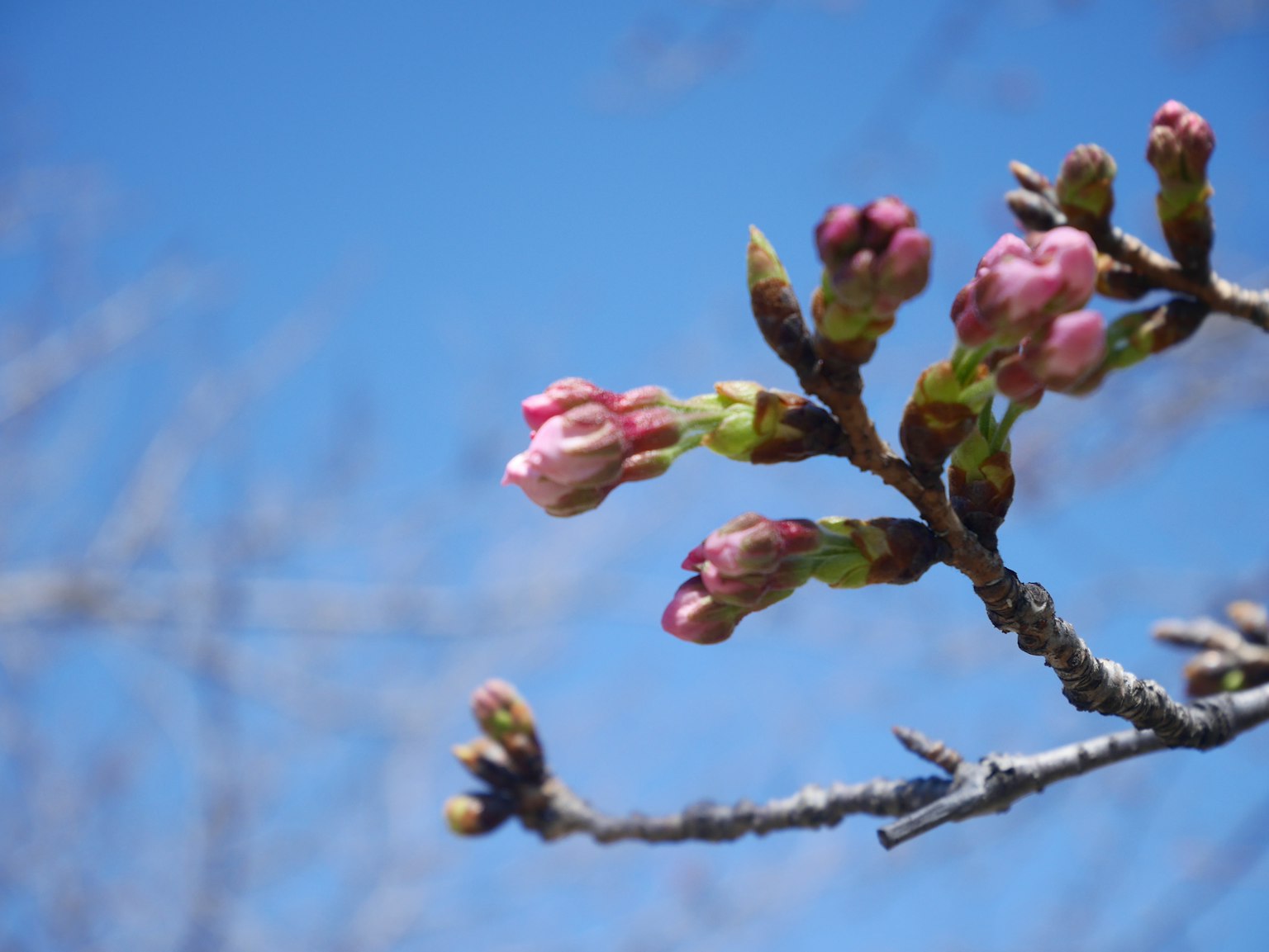 Cherry blossom buds preparing to bloom under a clear blue sky