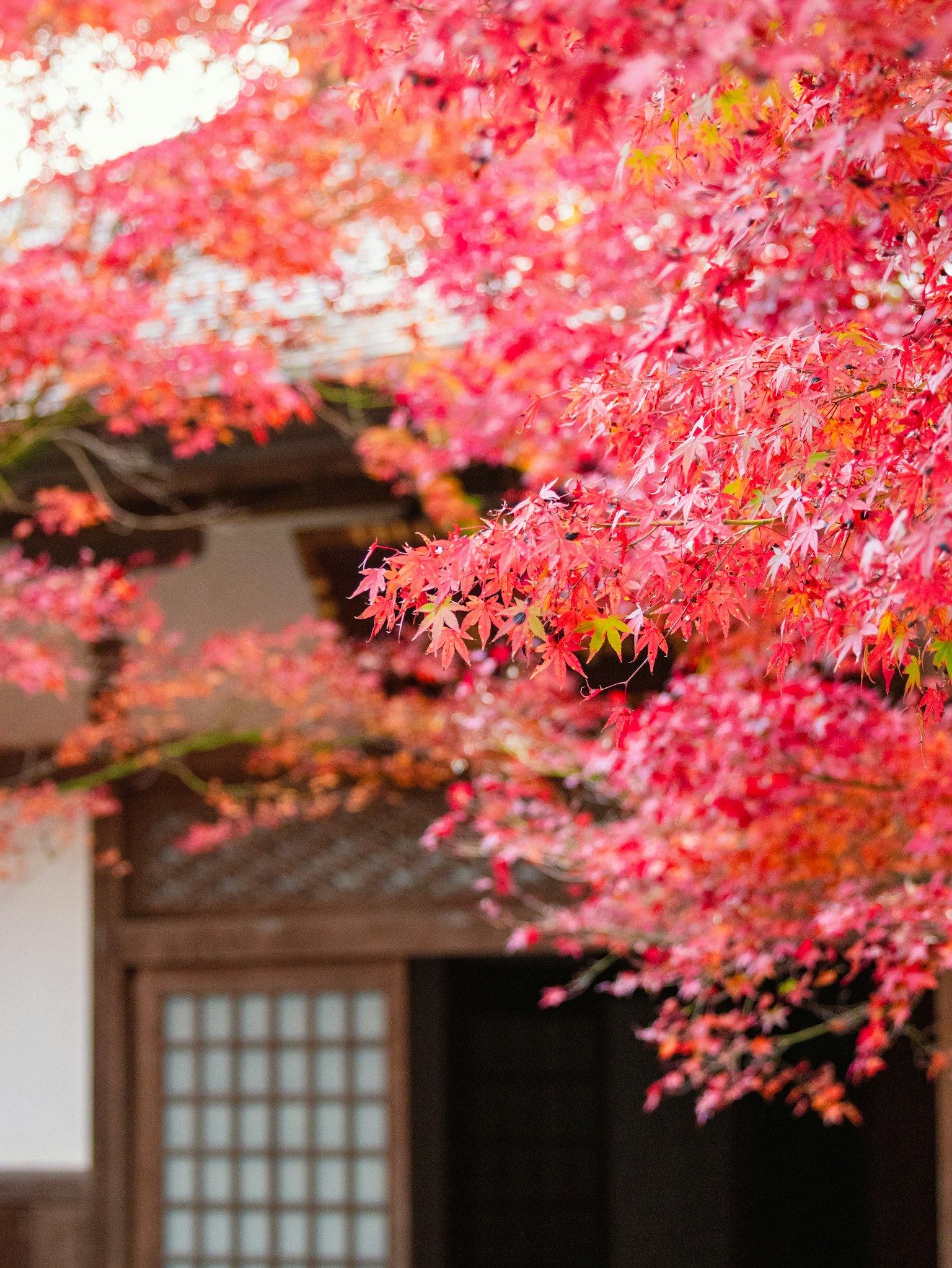Lebendige rote und orange Ahornblätter mit einem Teil eines traditionellen japanischen Gebäudes