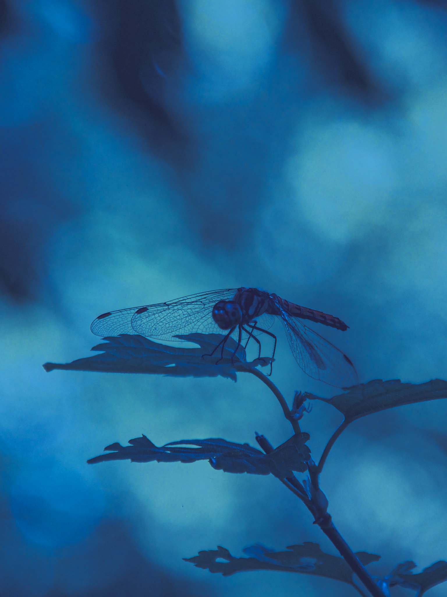Silueta de una libélula posada sobre una hoja con fondo azul