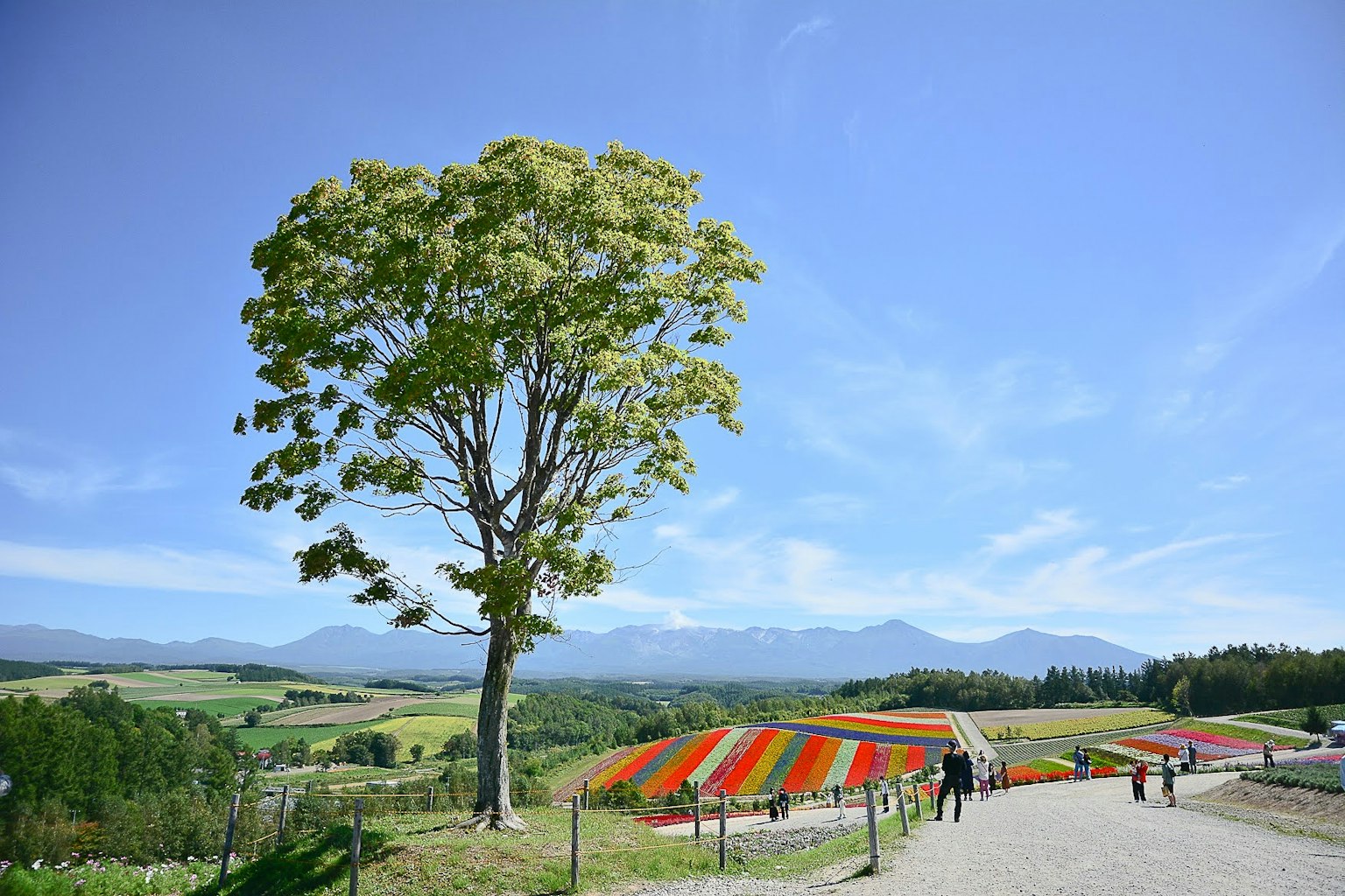 Un grande albero sotto un cielo blu con campi di fiori colorati sullo sfondo
