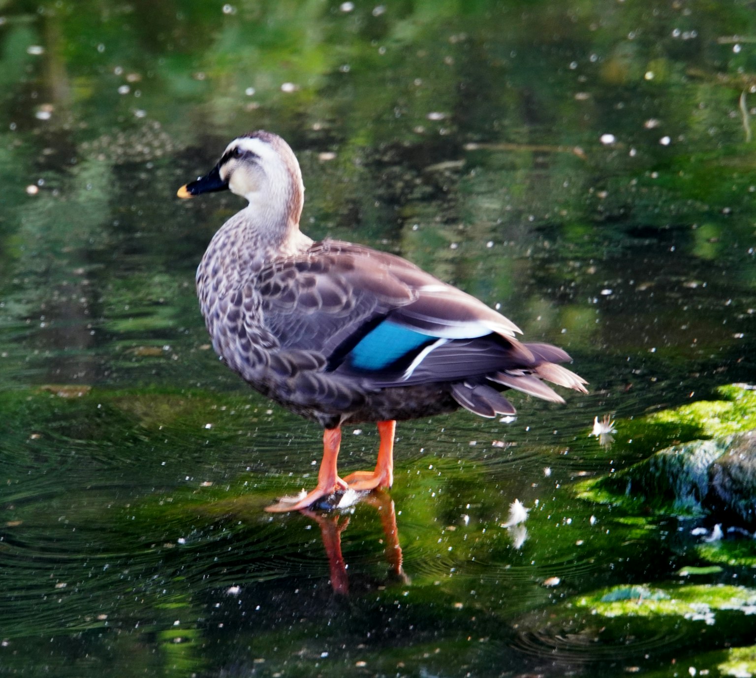 Un'anatra in piedi sulla superficie dell'acqua con ali blu e zampe arancioni