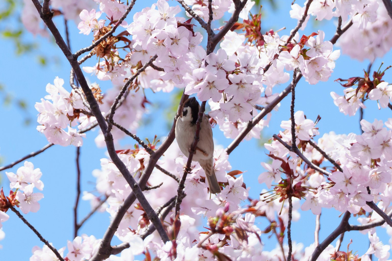 Un petit oiseau parmi les fleurs de cerisier sous un ciel bleu