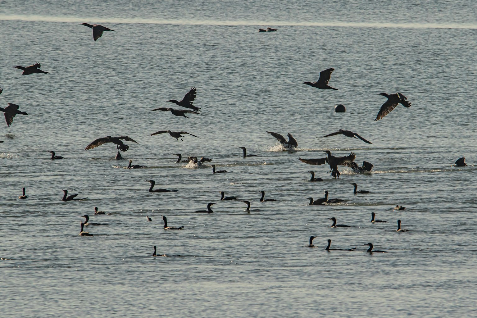 Vögel fliegen über das Wasser und Gruppen von Vögeln auf der Oberfläche