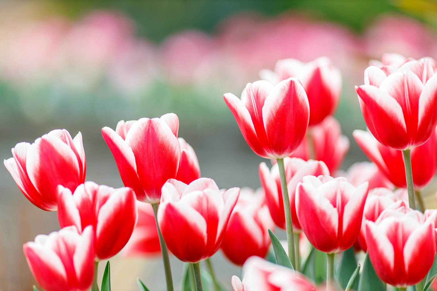 Feld blühender roter Tulpen mit unscharfem Hintergrund