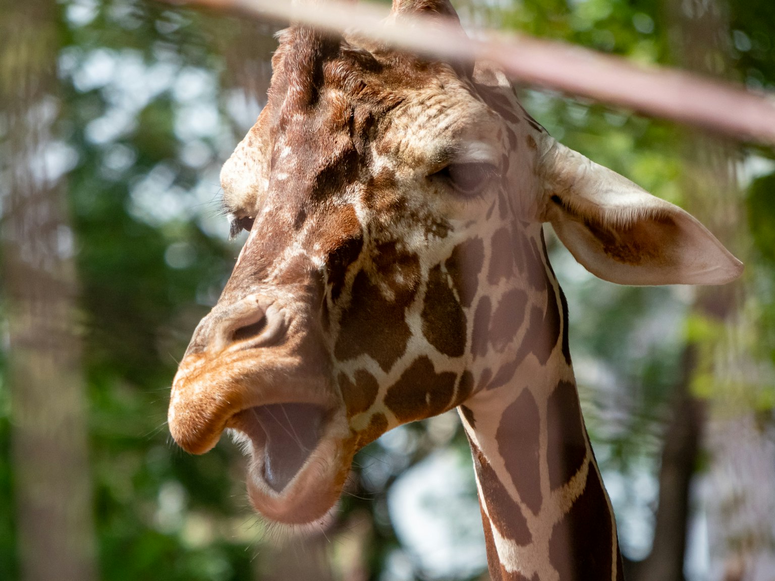 Gros plan sur le visage d'une girafe avec une expression unique