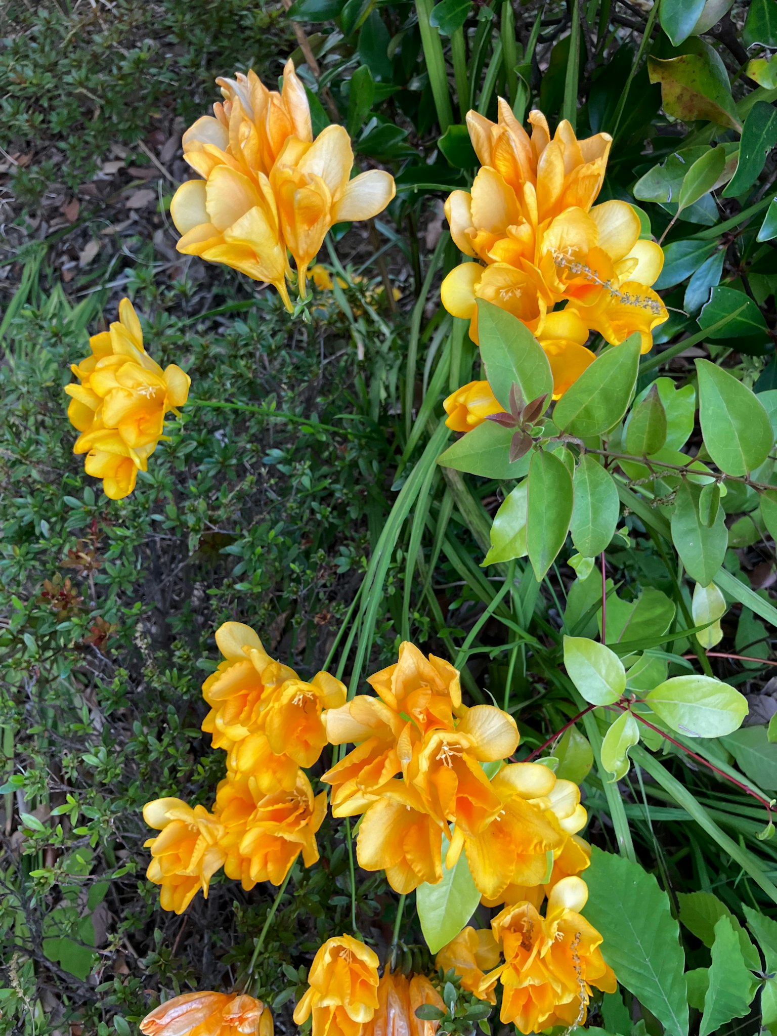 Fleurs jaunes vives en fleurs dans un jardin